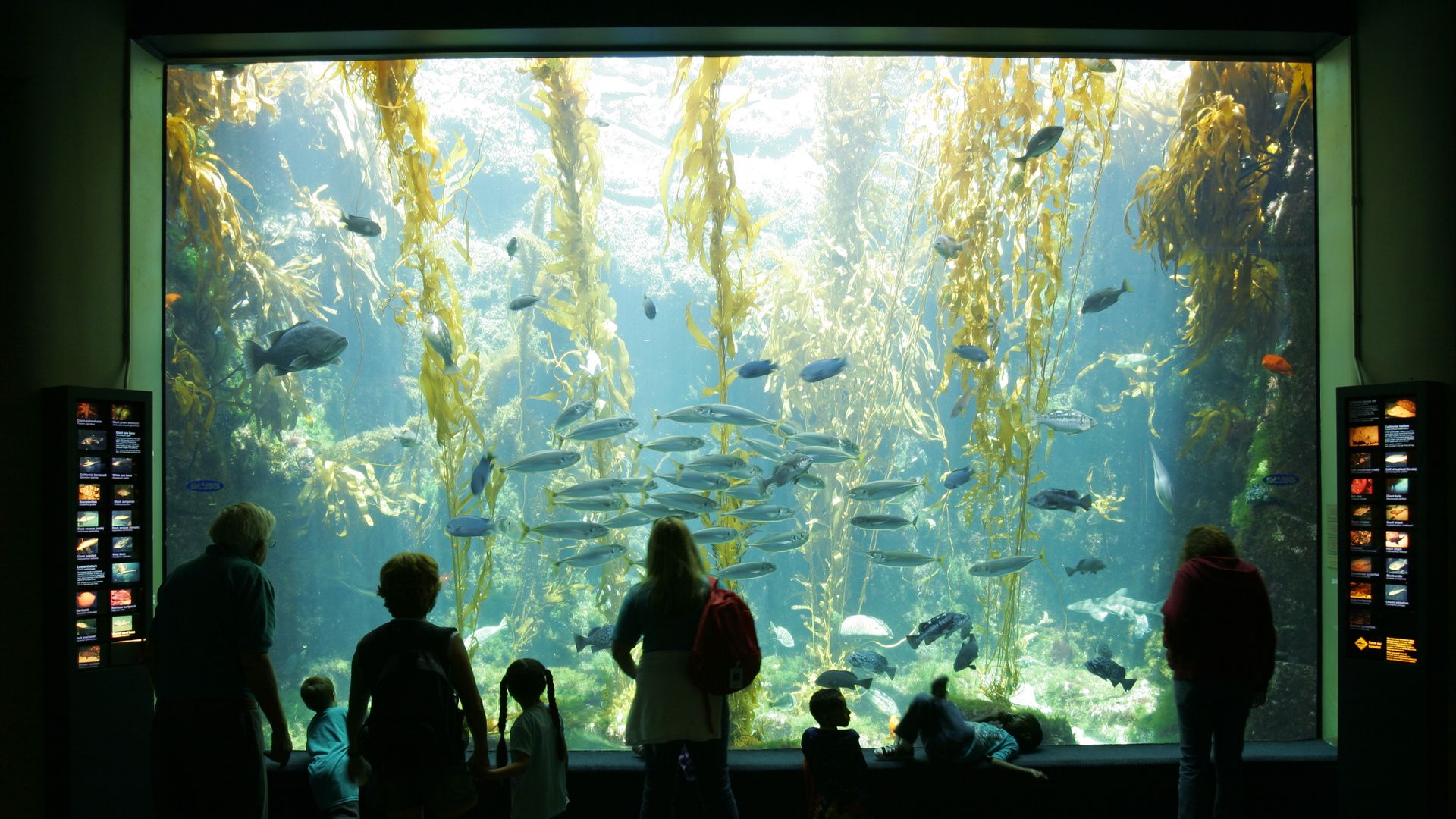 Visitors look at fish in a kelp forest at an aquarium.