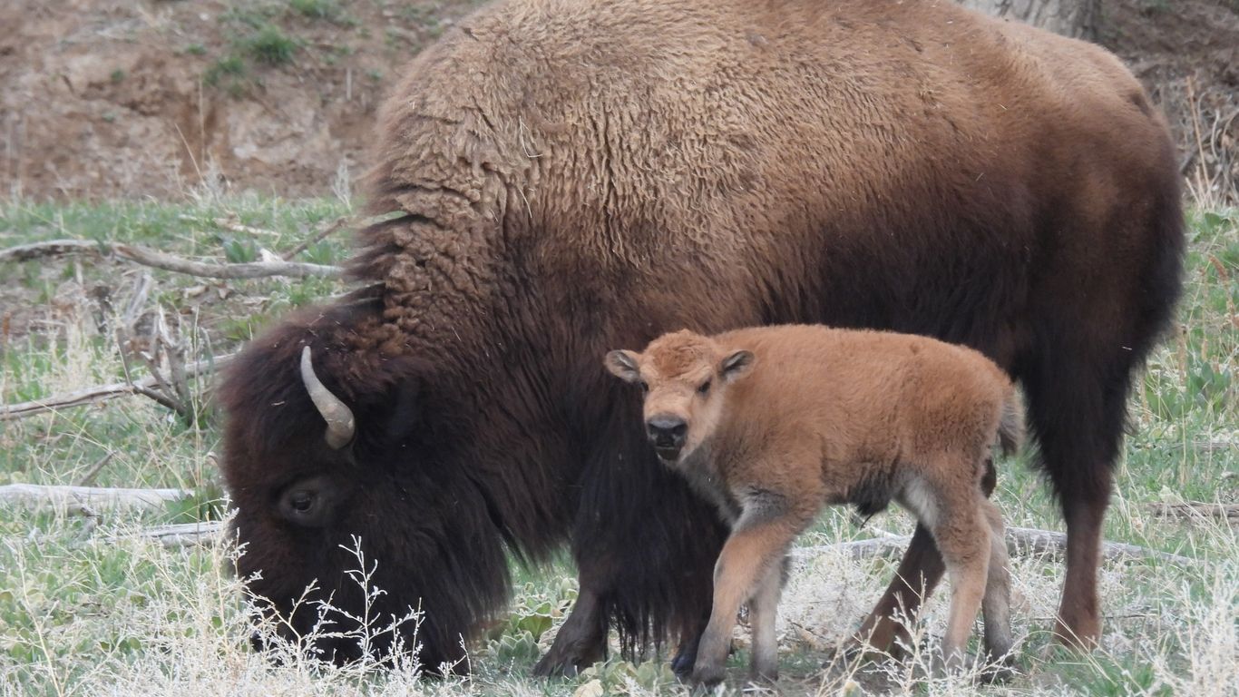 40 baby bison expected this spring at Rocky Mountain Arsenal - Axios Denver