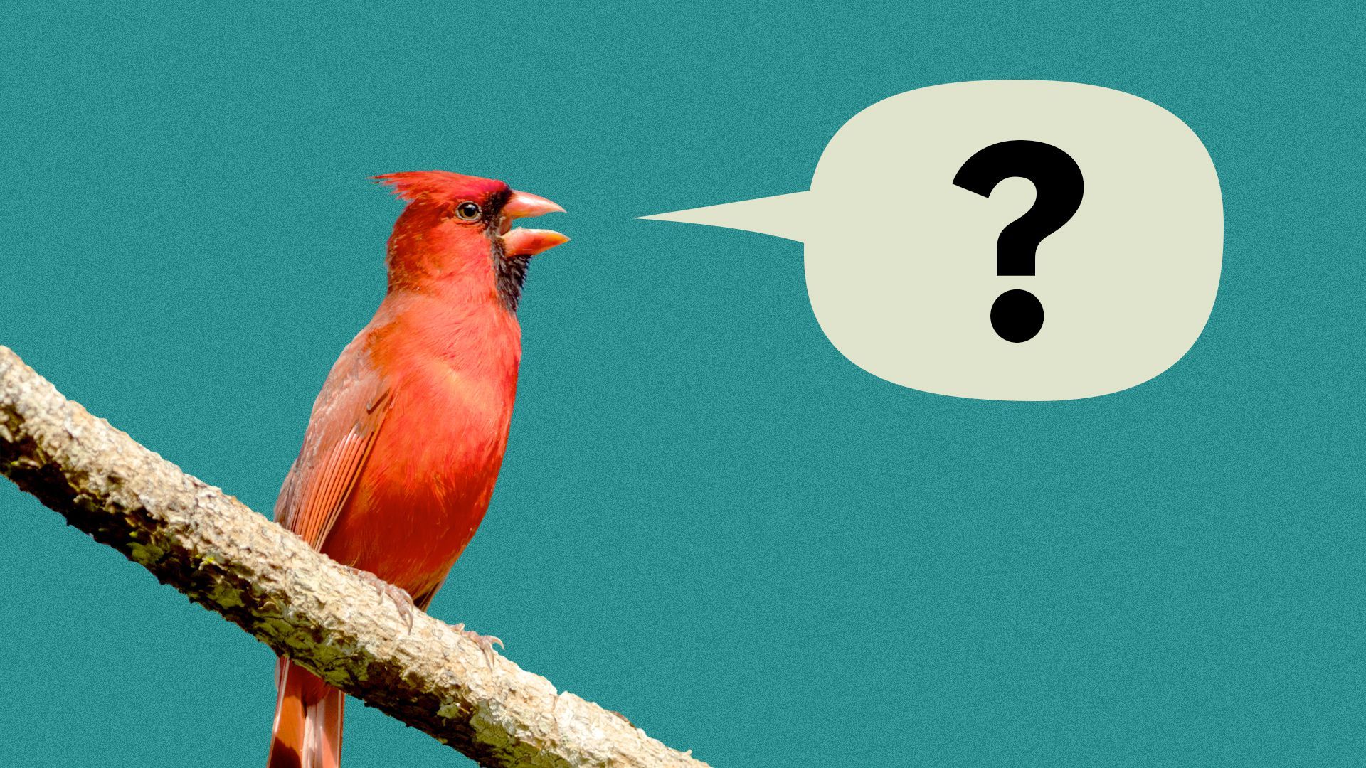 Illustration of a cardinal sitting on a branch with a word balloon with a question mark in it coming out of its mouth.
