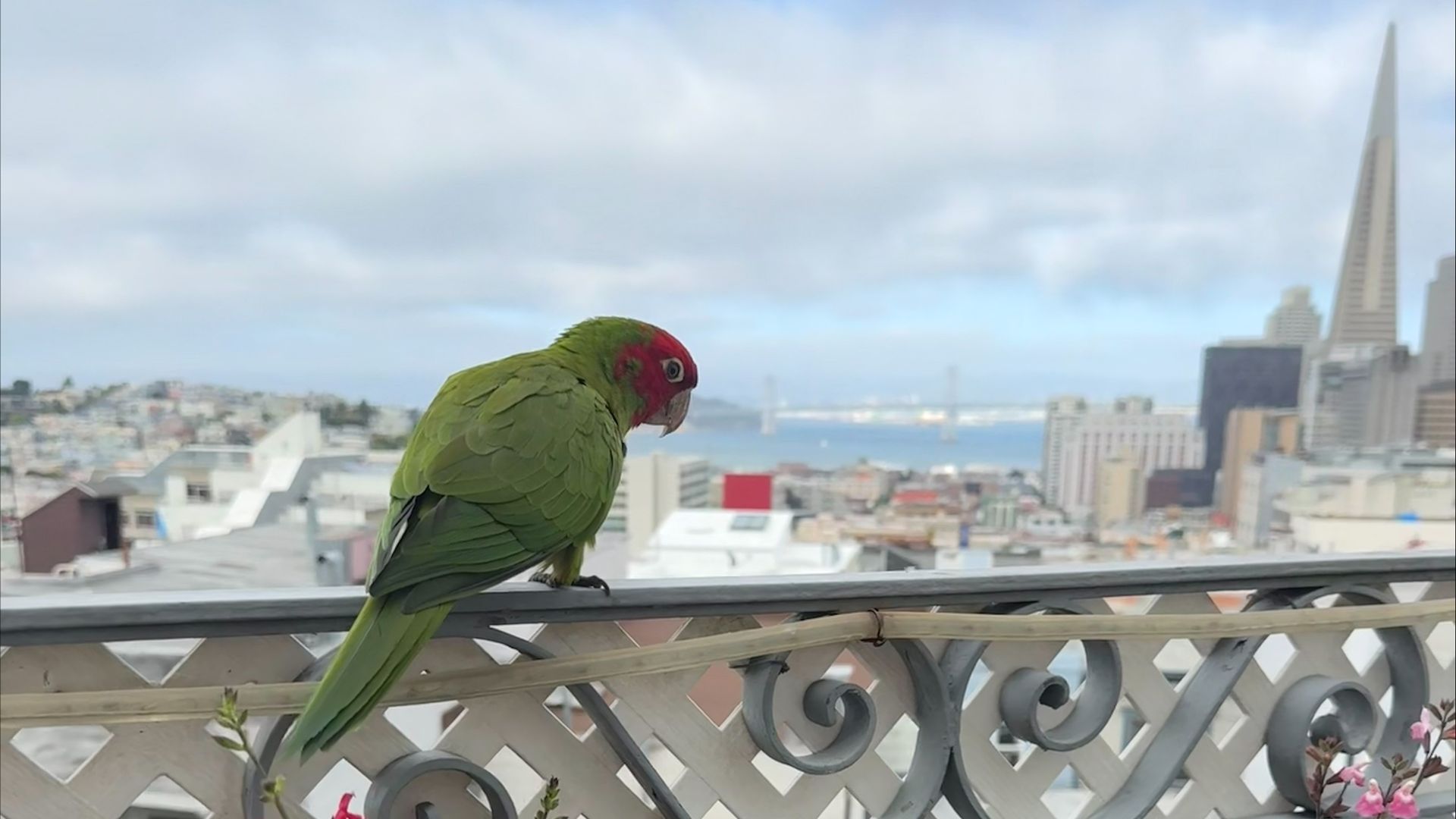 Green parrot with a red head perches on an ornate balcony railing overlooking an urban cityscape and bay, with bright pink and yellow flowers blooming in a planter below.
