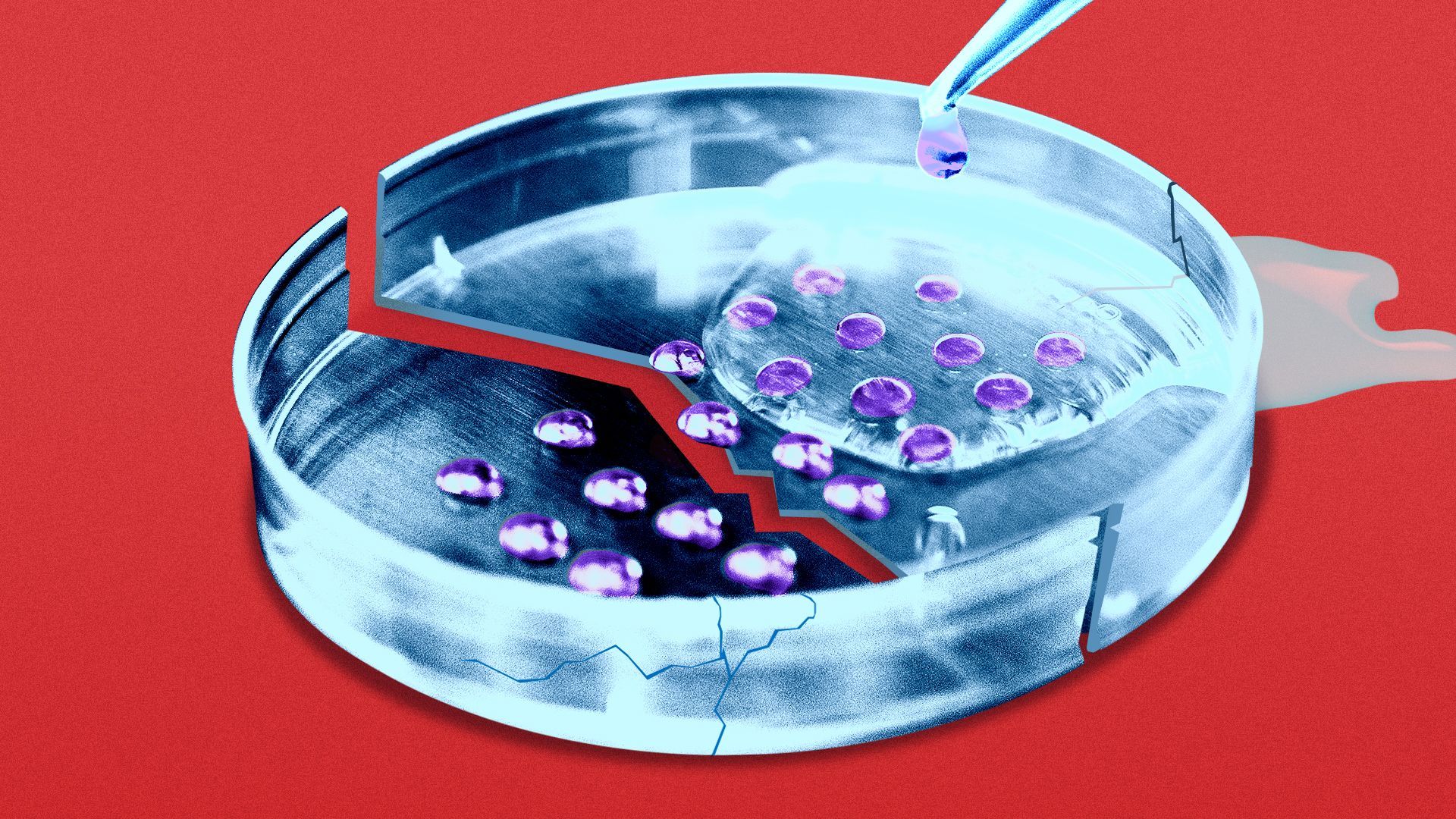 Illustration of a cracked petri dish being used for IVF.