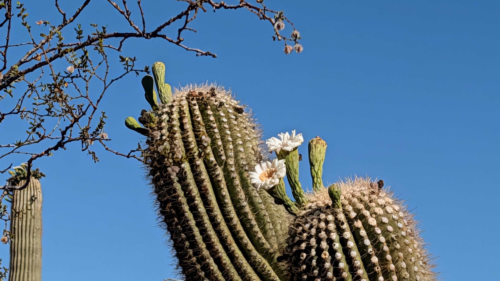Bright blue sky frames a tall, ribbed cactus with clusters of white flowers at its crown. A leafless tree branch with small buds crosses the left, adding desert contrast.