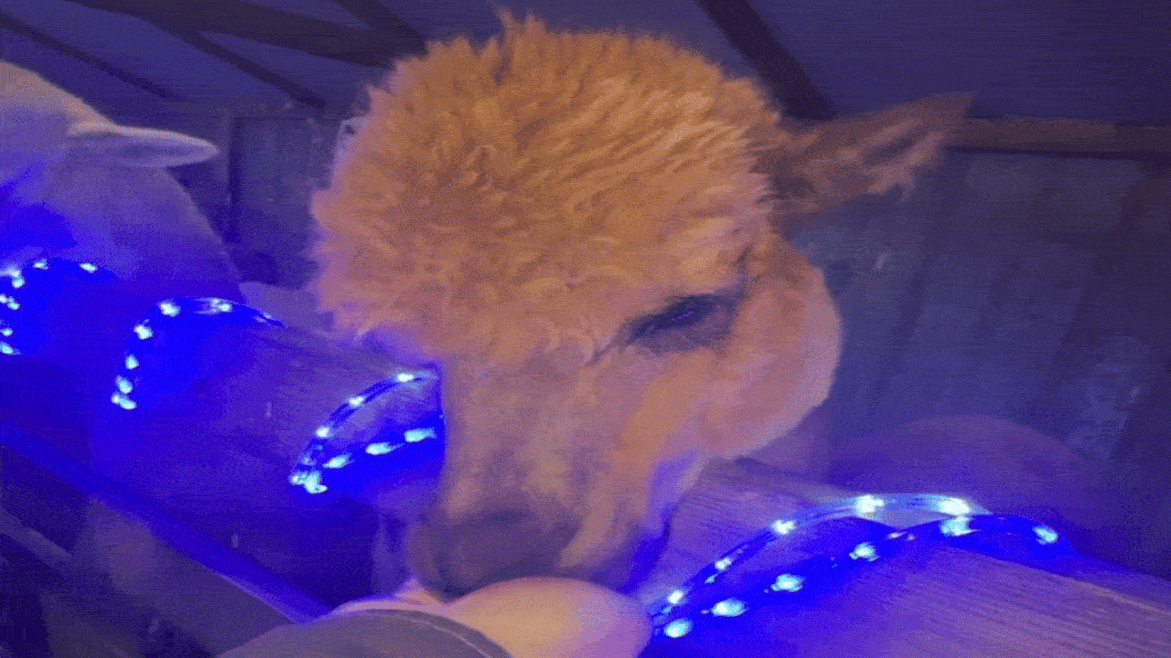 Close-up of a brown alpaca with curly fur nibbling a treat from a hand, next to blue string lights wrapped around a wooden railing in a dimly lit setting.