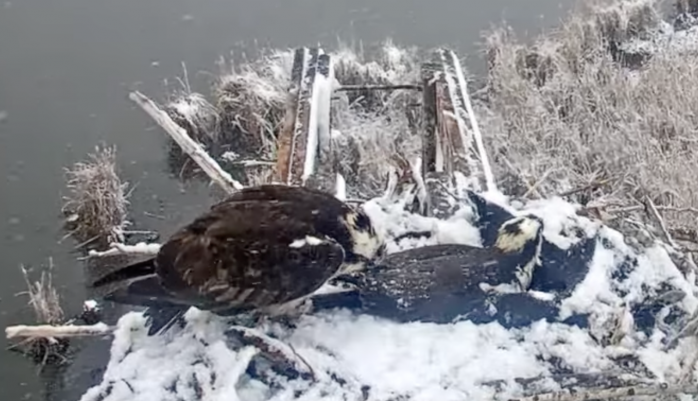 Two ospreys huddle in a snow-covered nest.