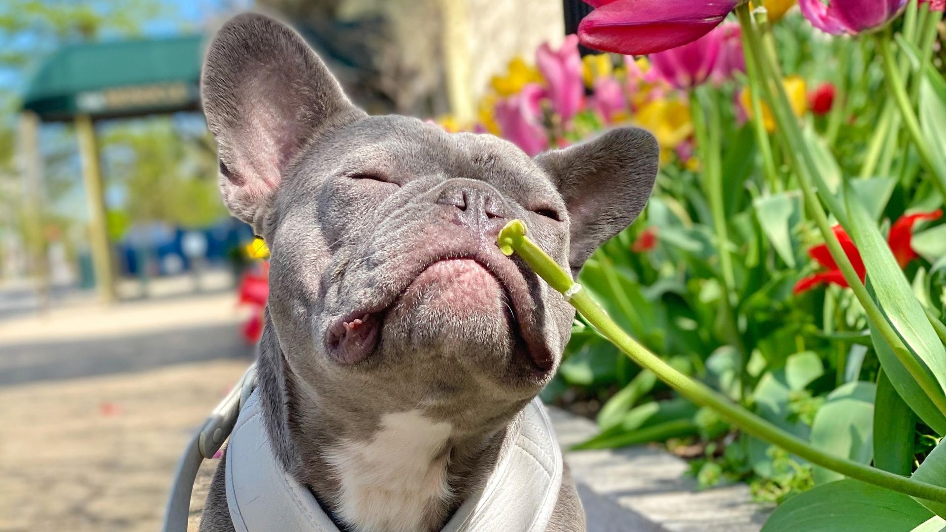 A french bulldog smells flowers.