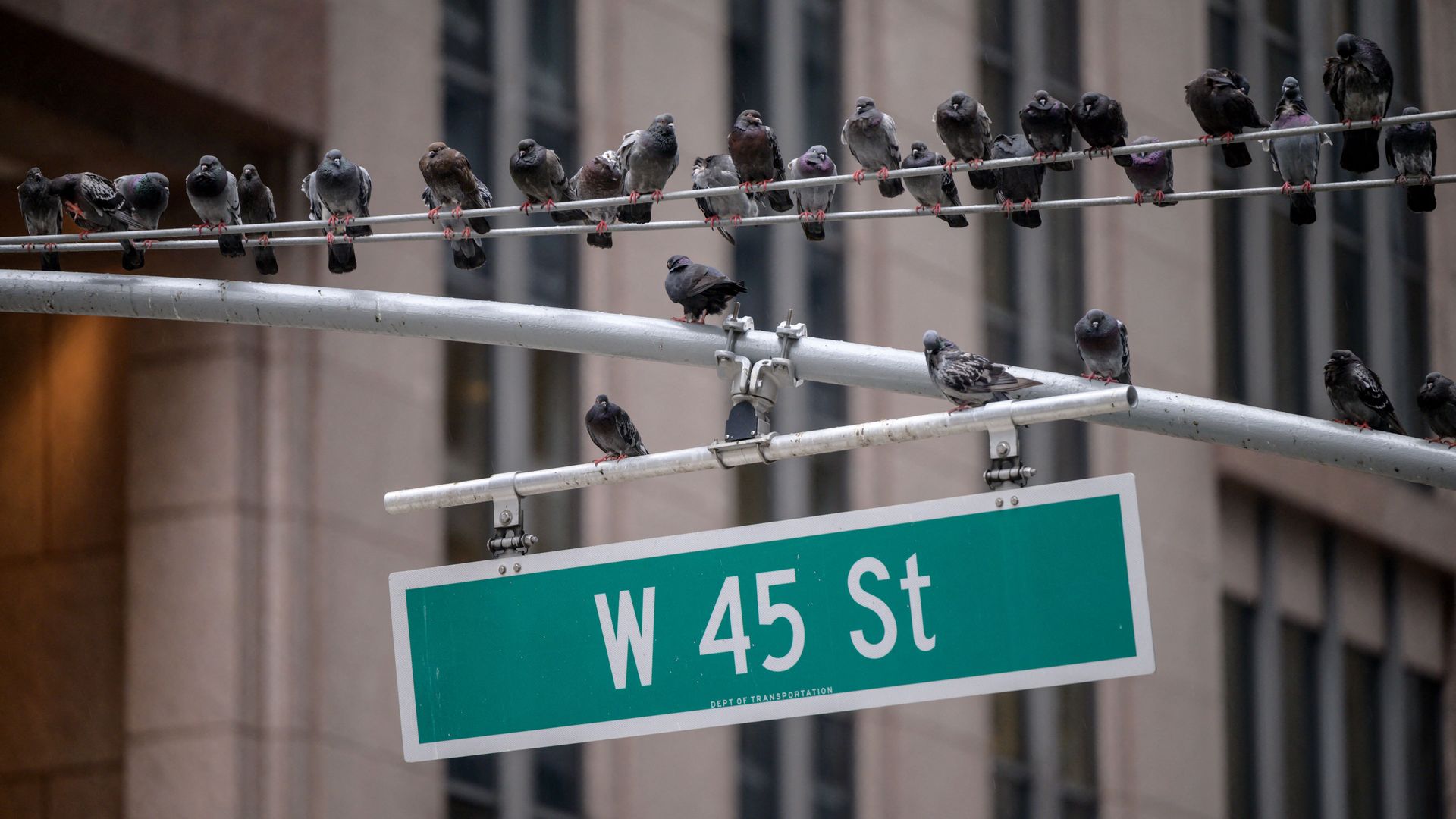 A row of pigeons rests on a road sign above W 45 St. in New York City.