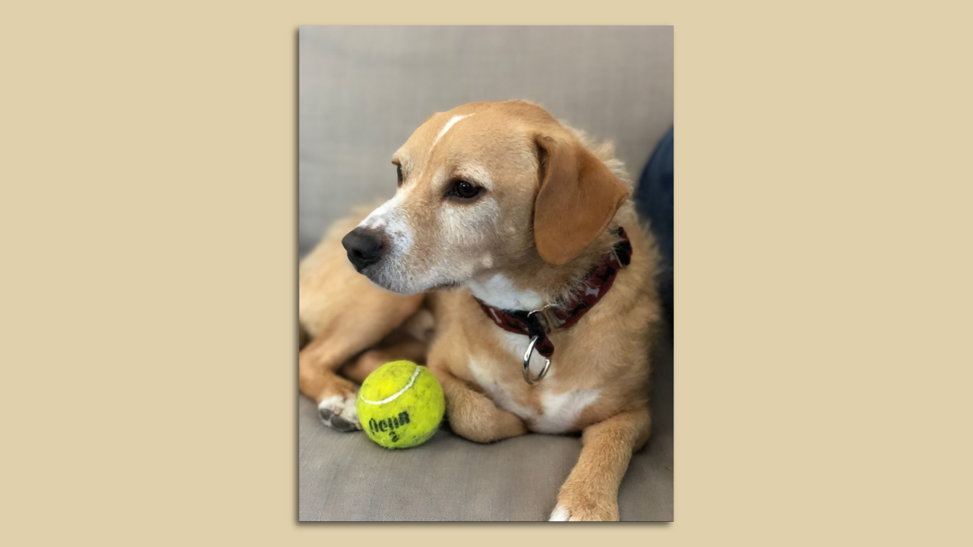 A dog with a tennis ball.