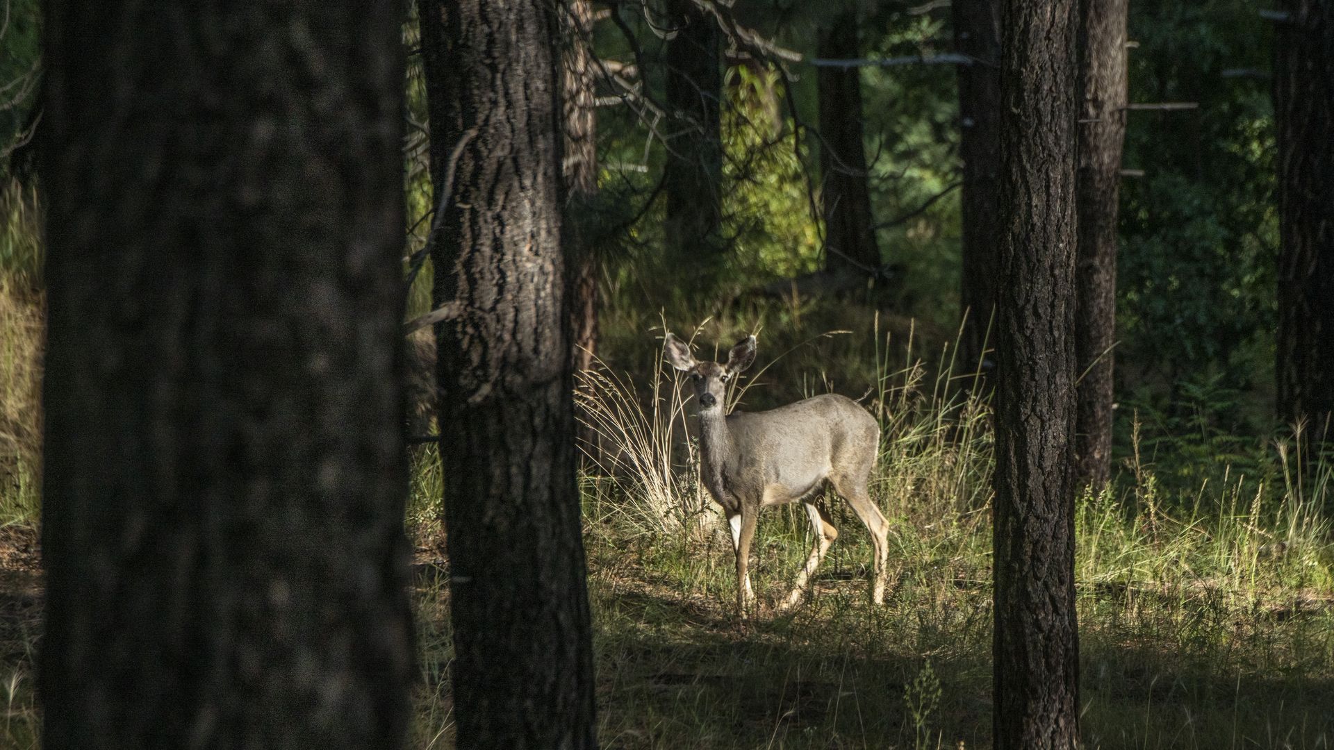 Deer standing in a sunlit clearing among tall pine trees, dry grasses at its feet, ears perked and eyes toward the camera in a shady forest.