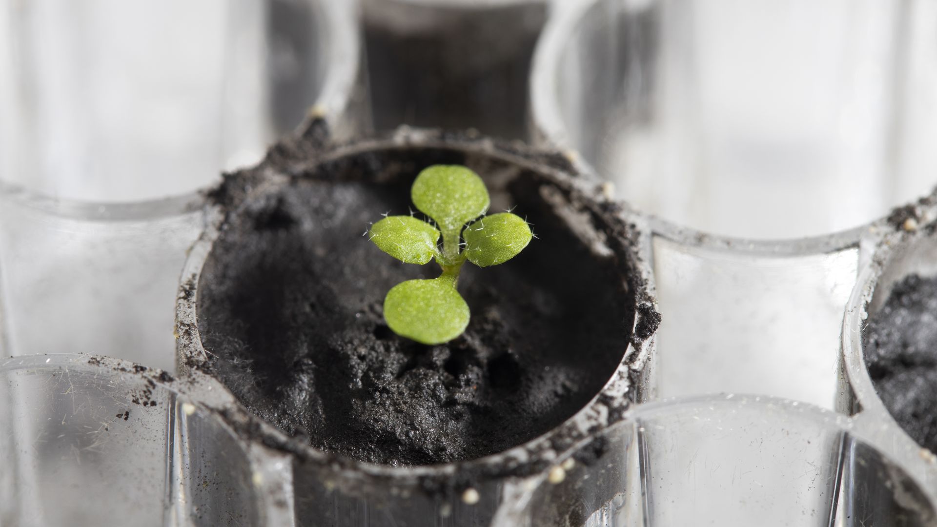 An Arabidopsis plant after growing in lunar soil for about two weeks.