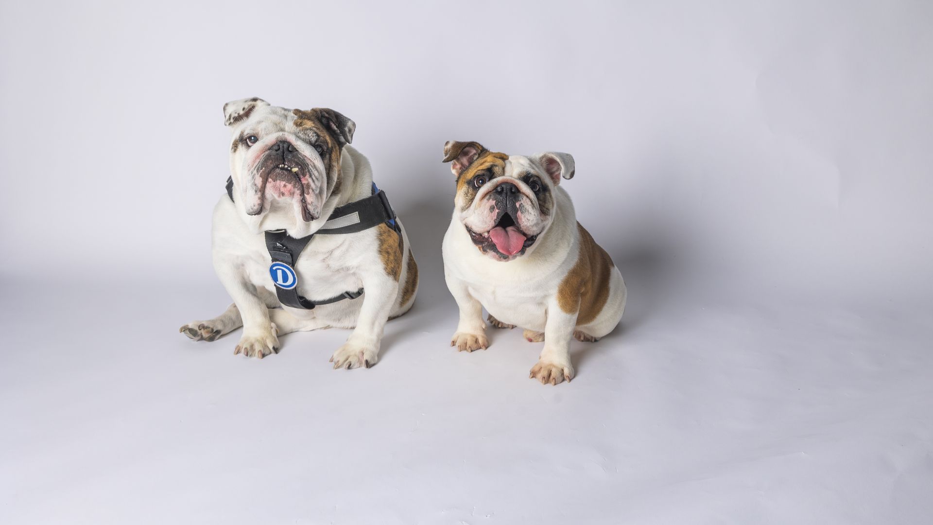 Two bulldogs with white and brown fur sitting on a light gray background; the left one wears a black harness with a blue tag, the right one has its tongue out and looks happy.