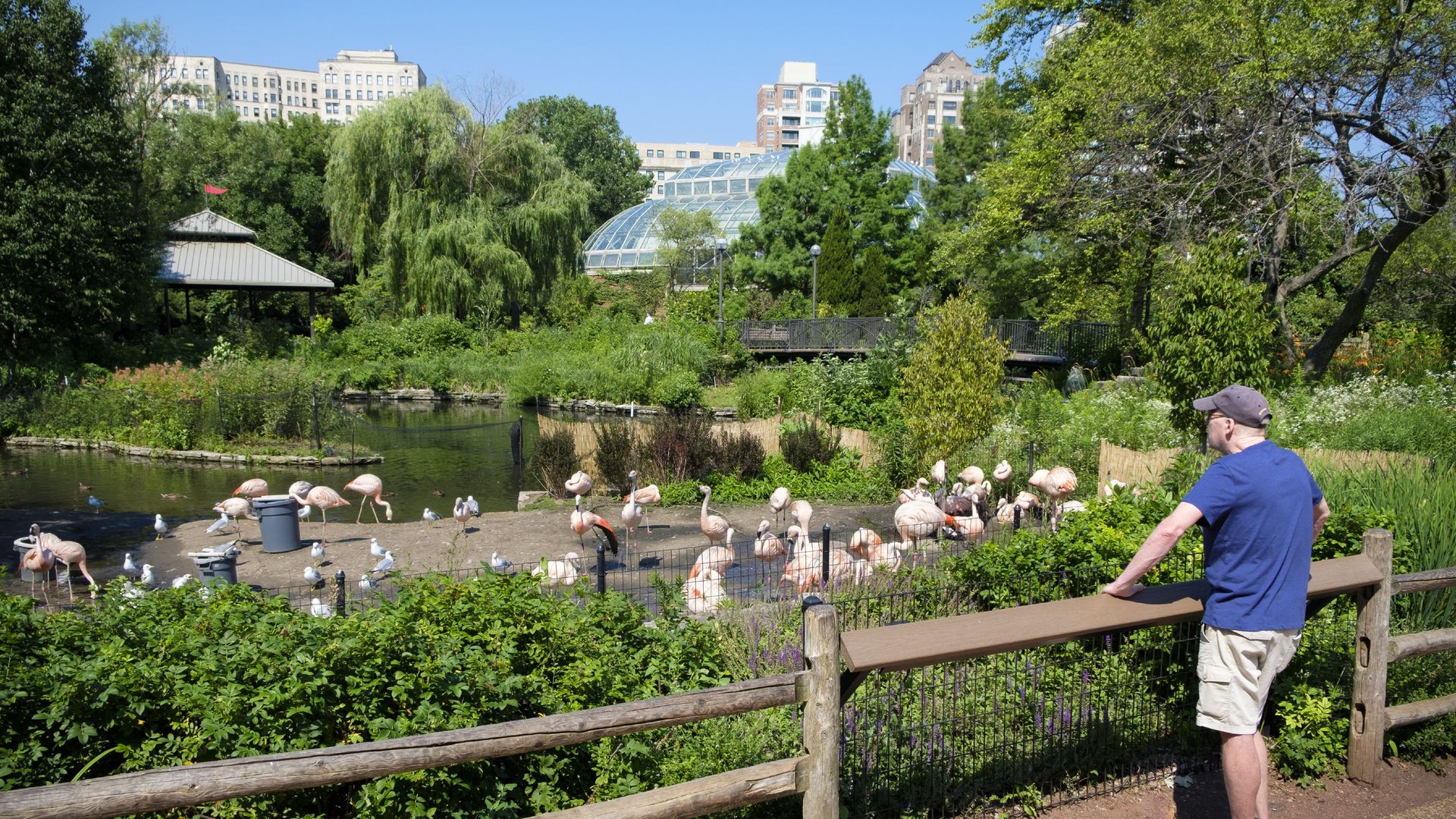 Photo of a man looking at flamingos at the zoo. 
