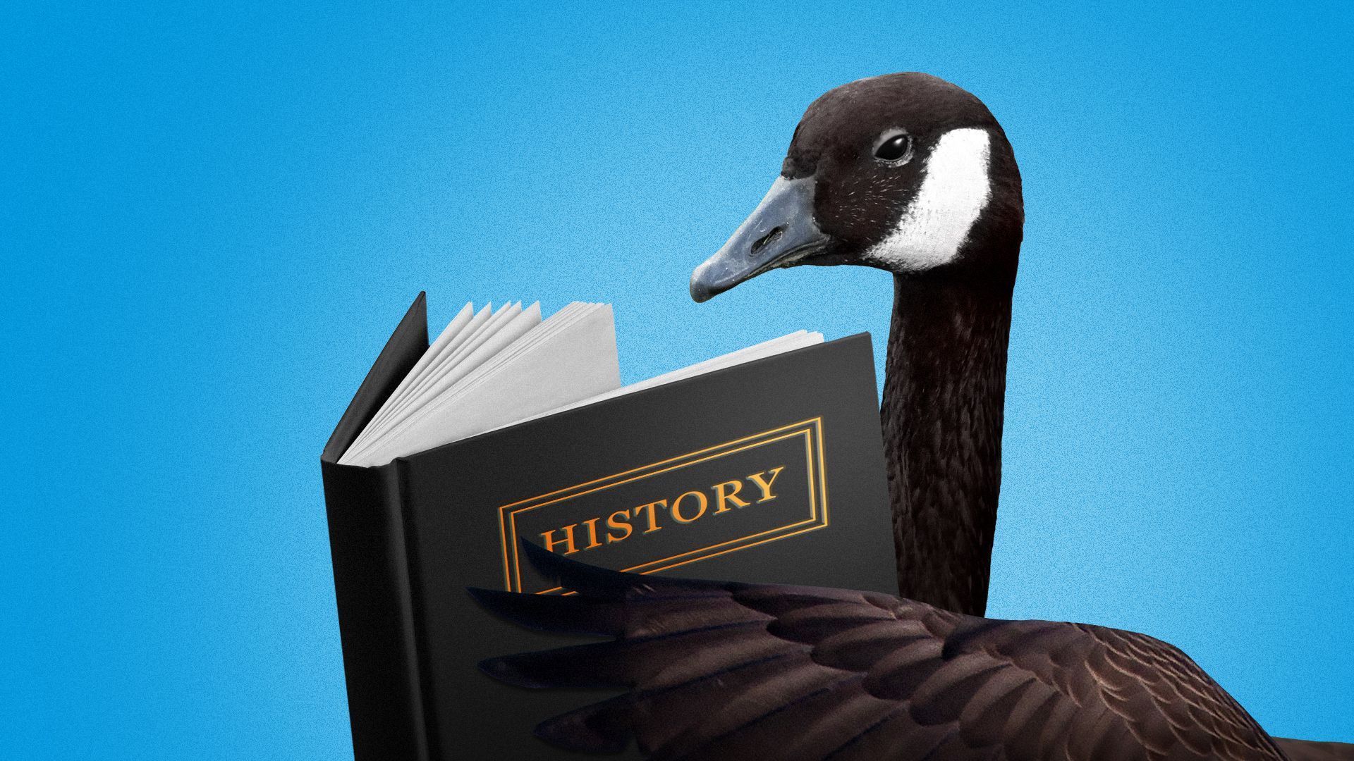 Illustration of a goose reading a history book.