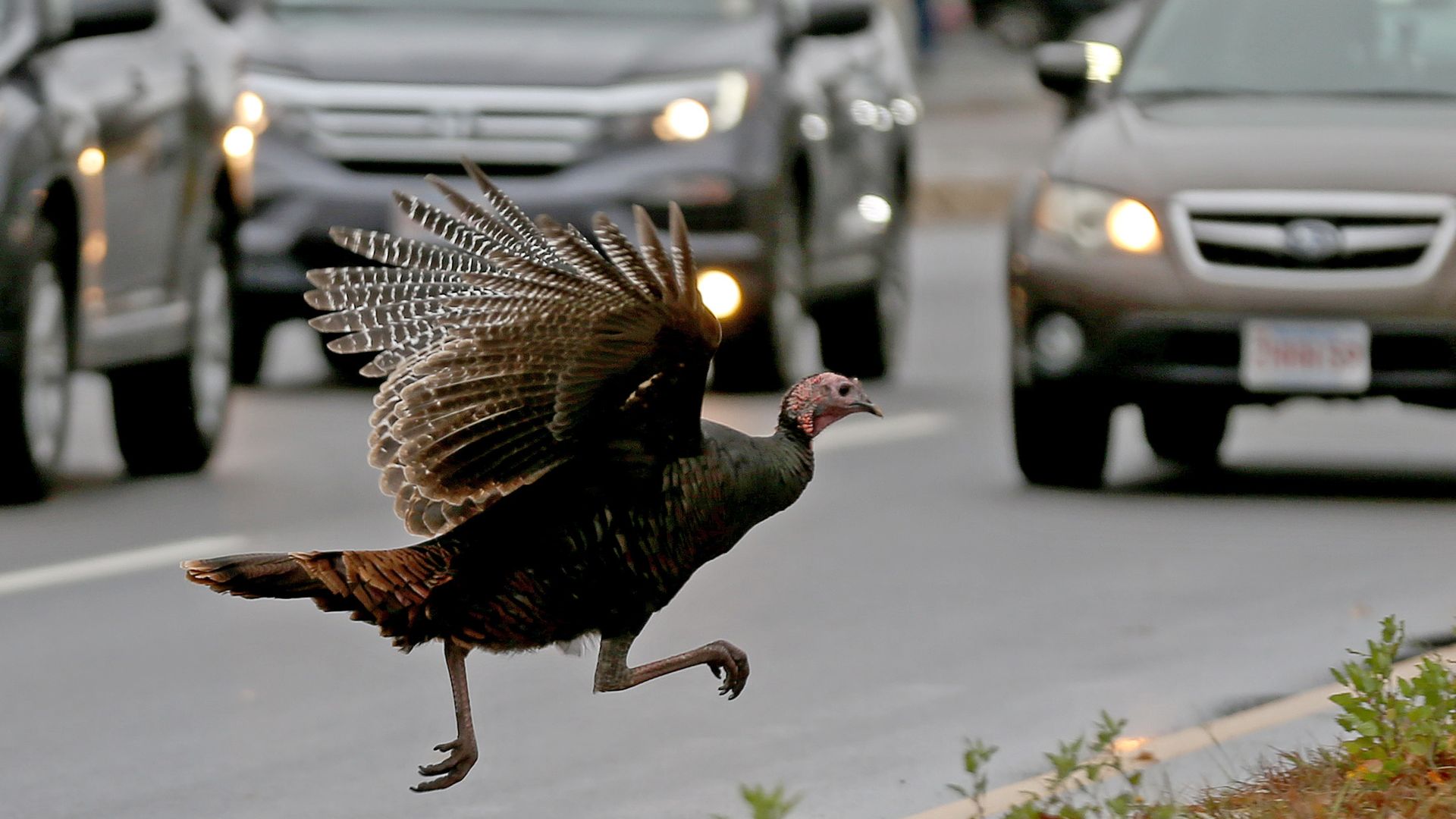A wild turkey tries to fly to the curb on Morrissey Boulevard to escape traffic.