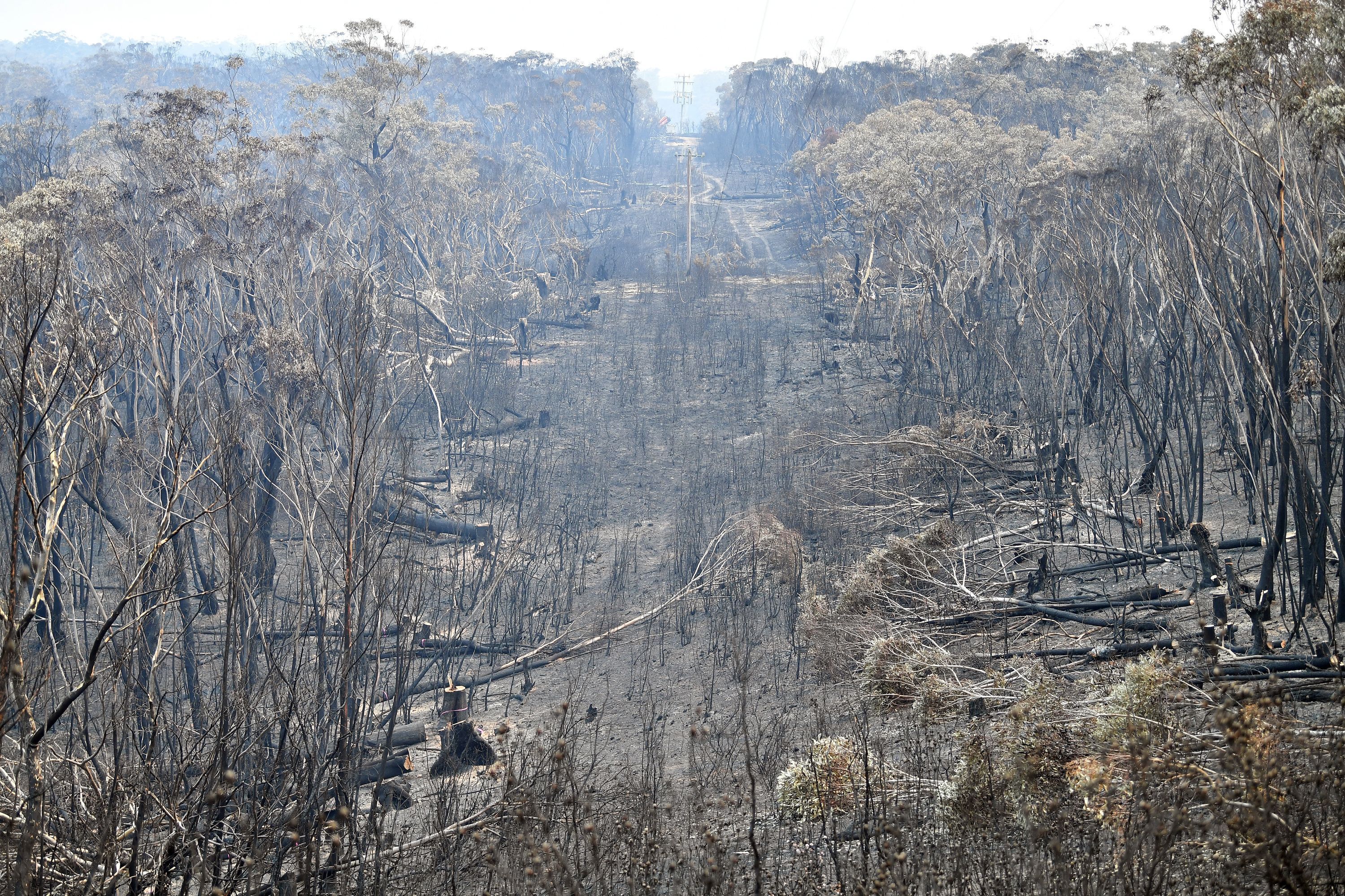 Burnt trees after a bushfire in Mount Weison in Blue Mountains, some 120 kilometres northwest of Sydney