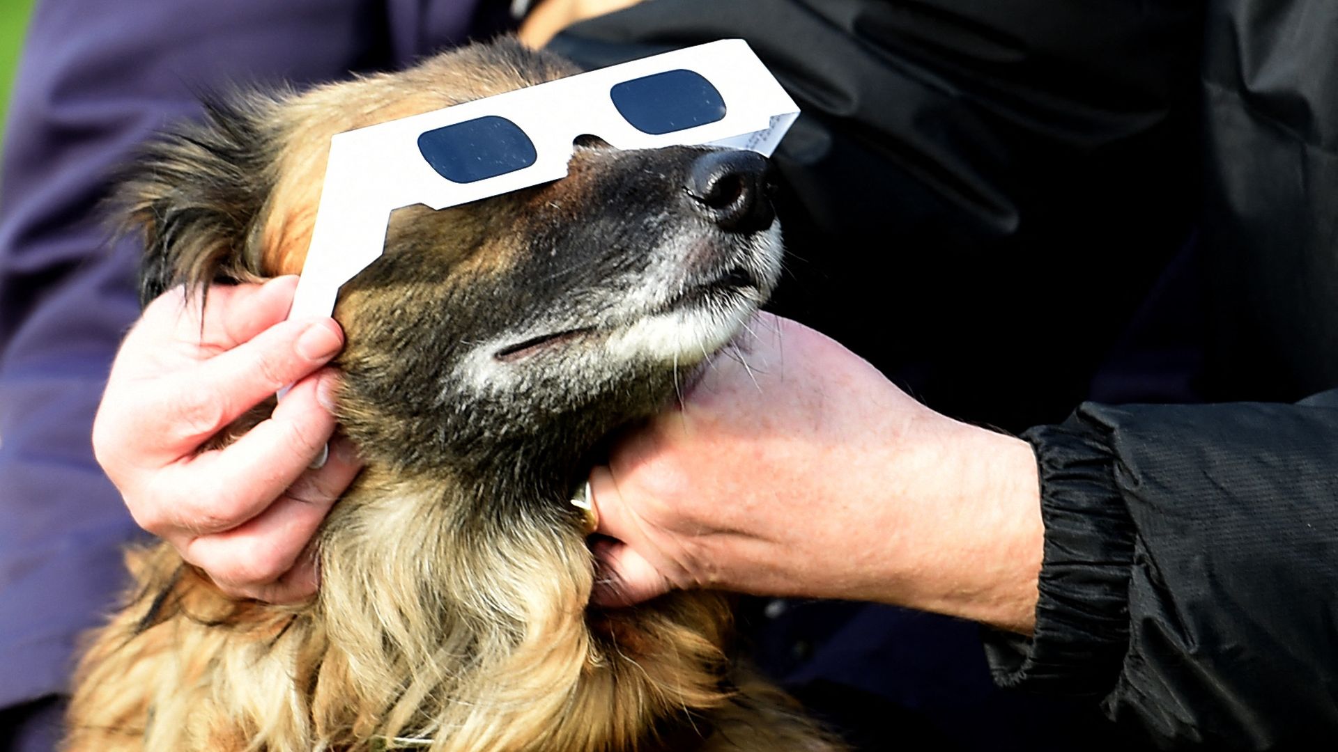 A dog looks up while wearing protective sunglasses.