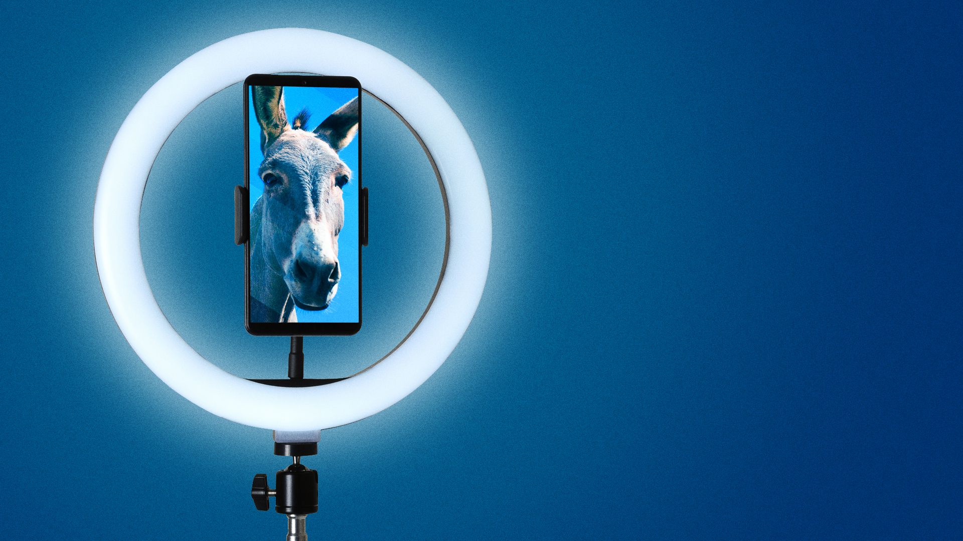 Illustration of a donkey on a phone screen with an influencer's ring light attachment. 