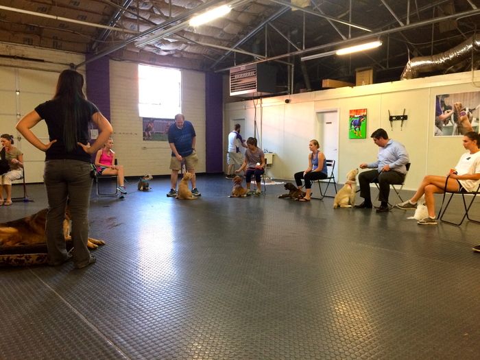 Dog Wizard Charlotte