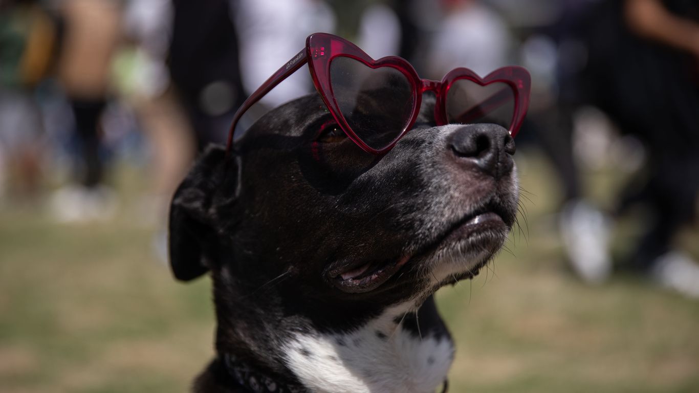 How the total solar eclipse affects animals - Axios Cleveland