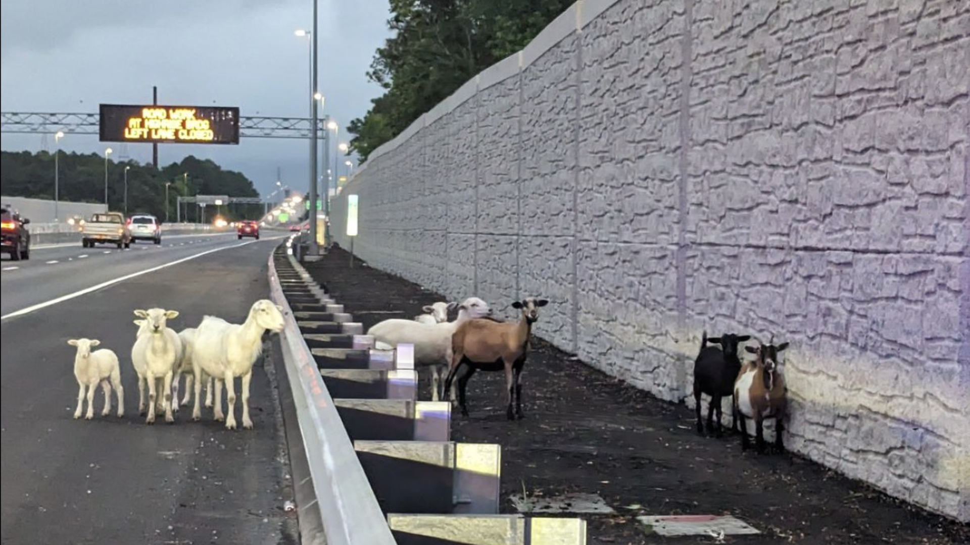 A group of 9 sheep and goats on the side of the highway with cars behind them