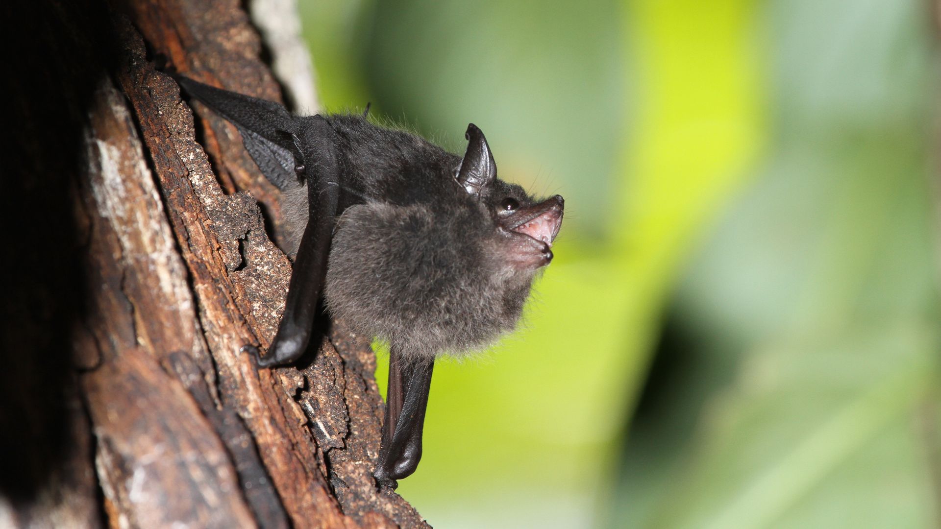 Bat