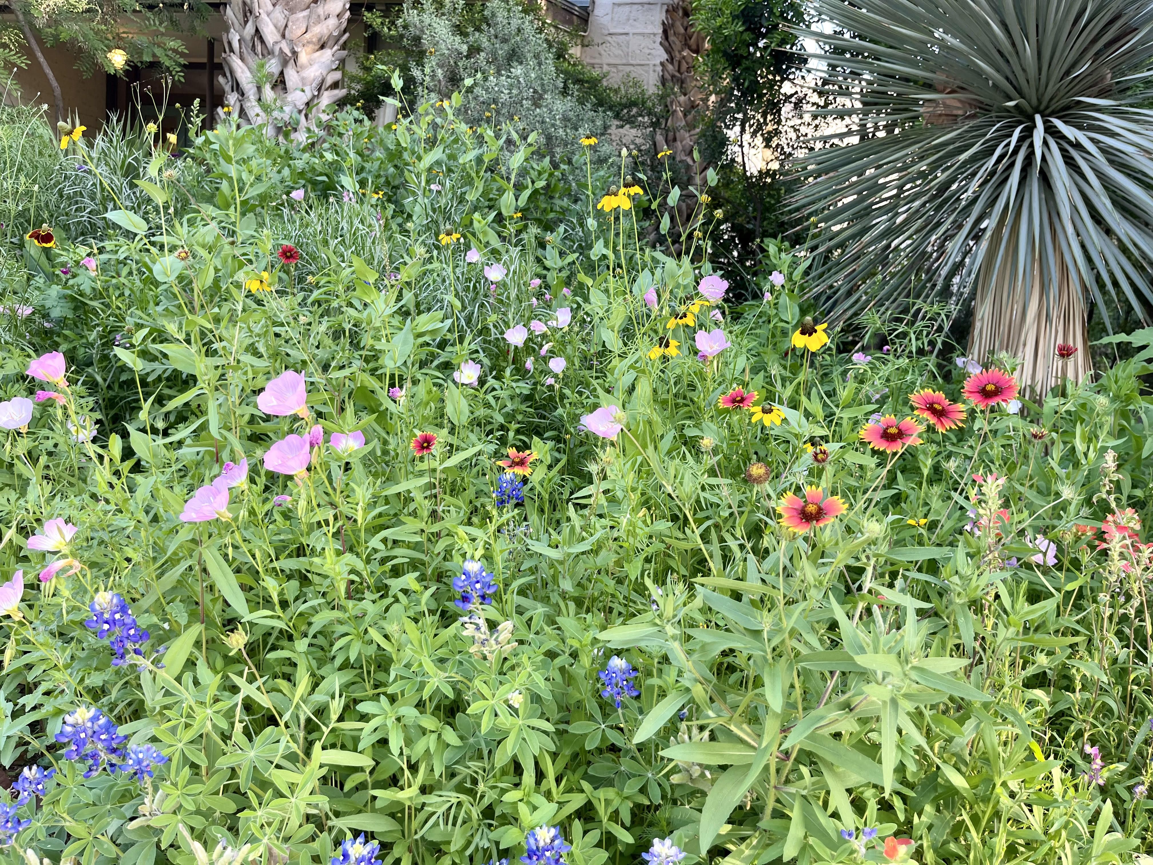 A close-up of the bountiful garden with a view of more bluebonnets, pink poppies and more.
