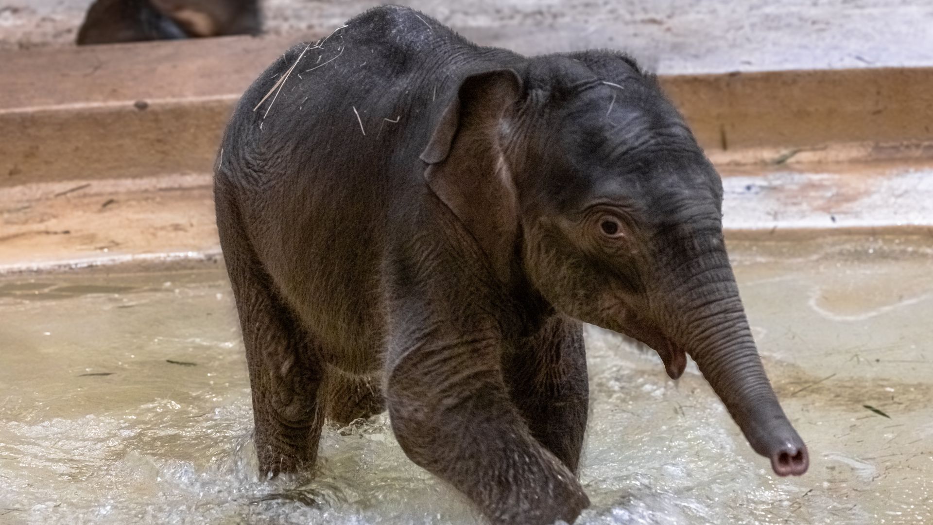 A young elephant wades in shallow muddy water, trunk down, gray wrinkled skin with a few straw pieces on its back; an enclosure wall visible in the background.