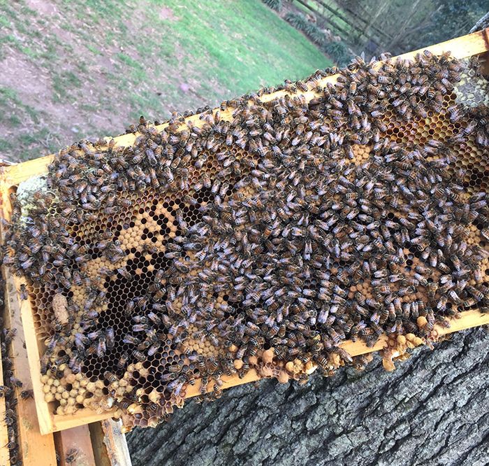 bees-backyard-honey-charlotte