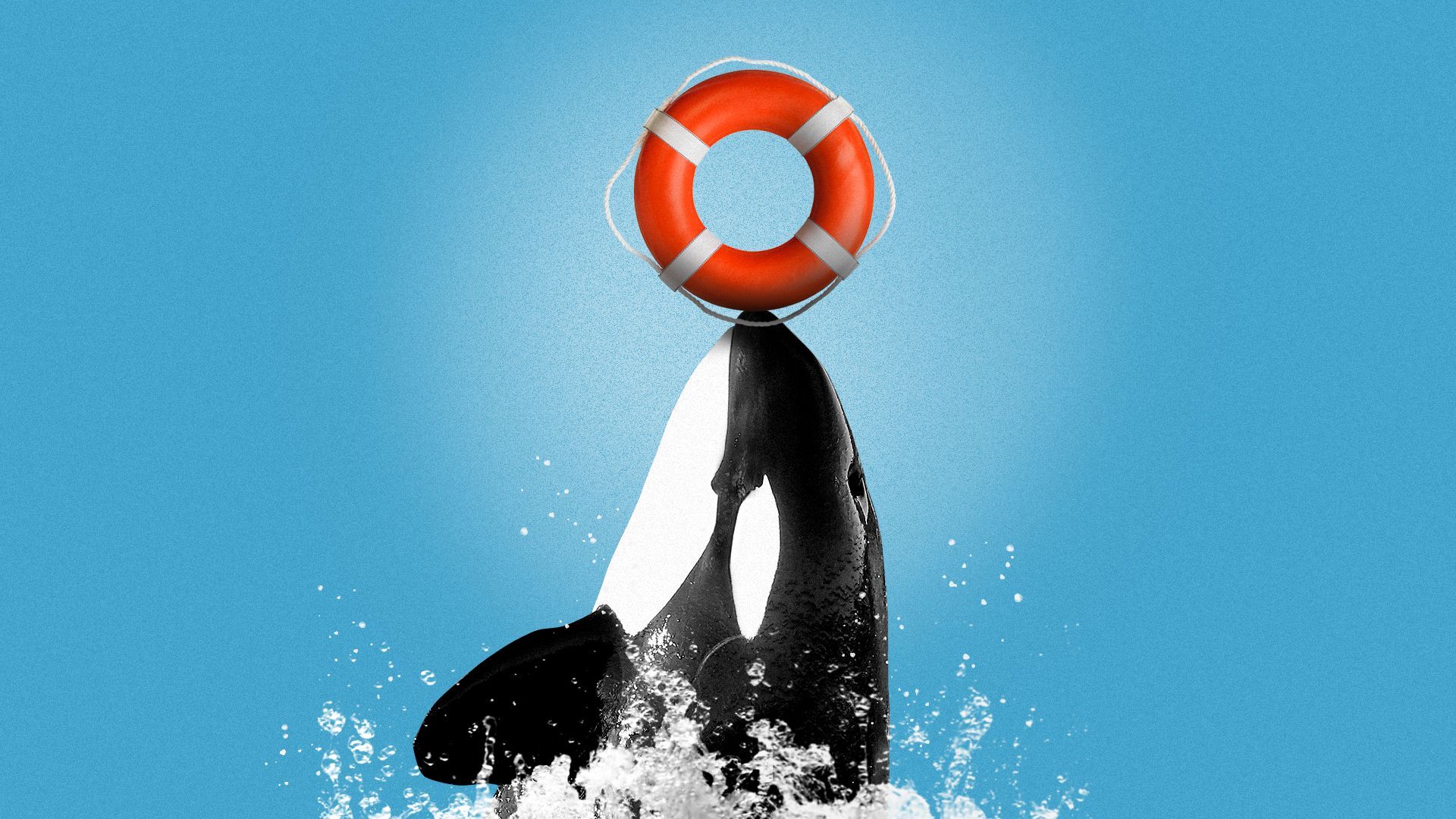 Illustration of a killer whale balancing a life preserver on its nose.