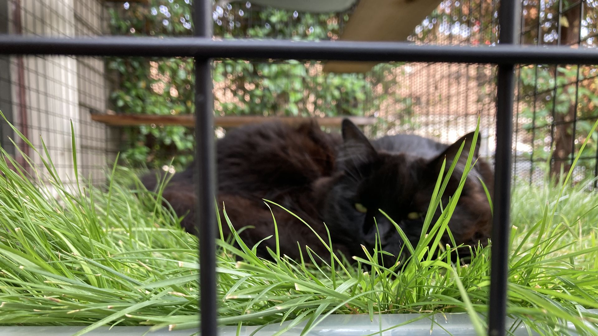 The 11th annual catio tour returns to Portland Axios Portland