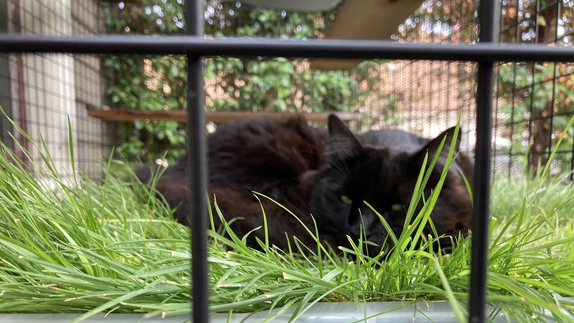 A black cat laying on green grass.