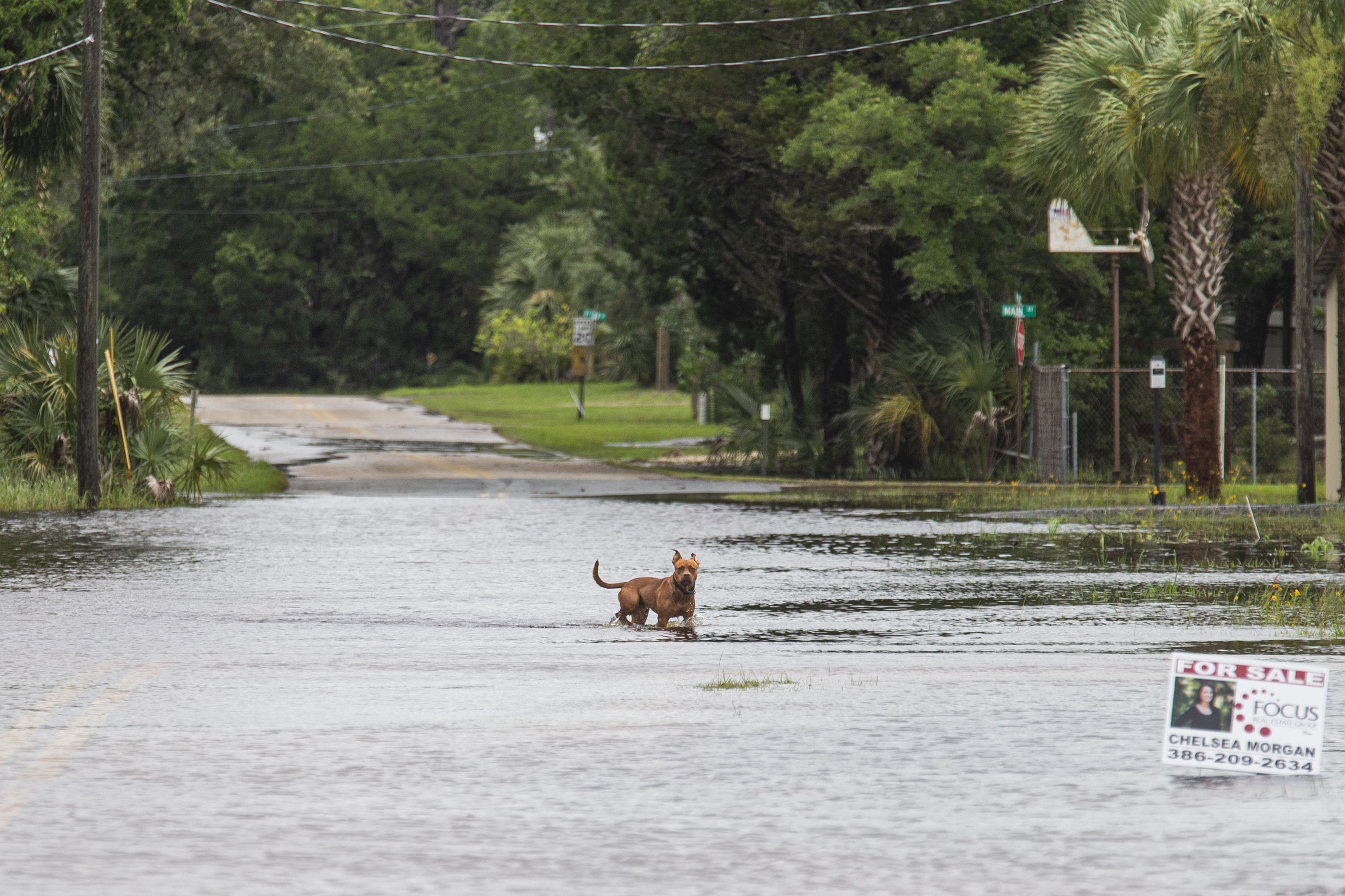 A dog stands in the middle of a flooded street