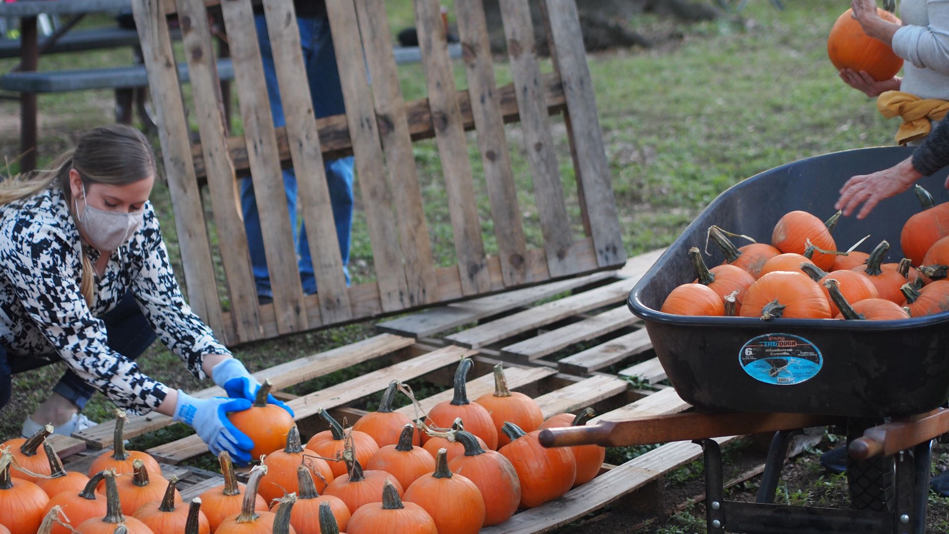 Volunteers prep pumpkins at an Austin pumpkin patch.