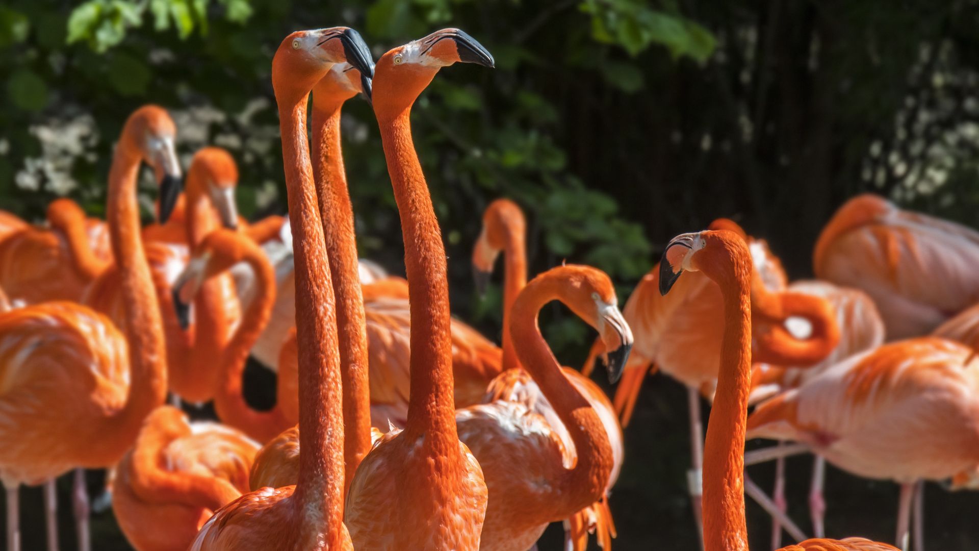 A flock of pink-orange birds in a wooded area.
