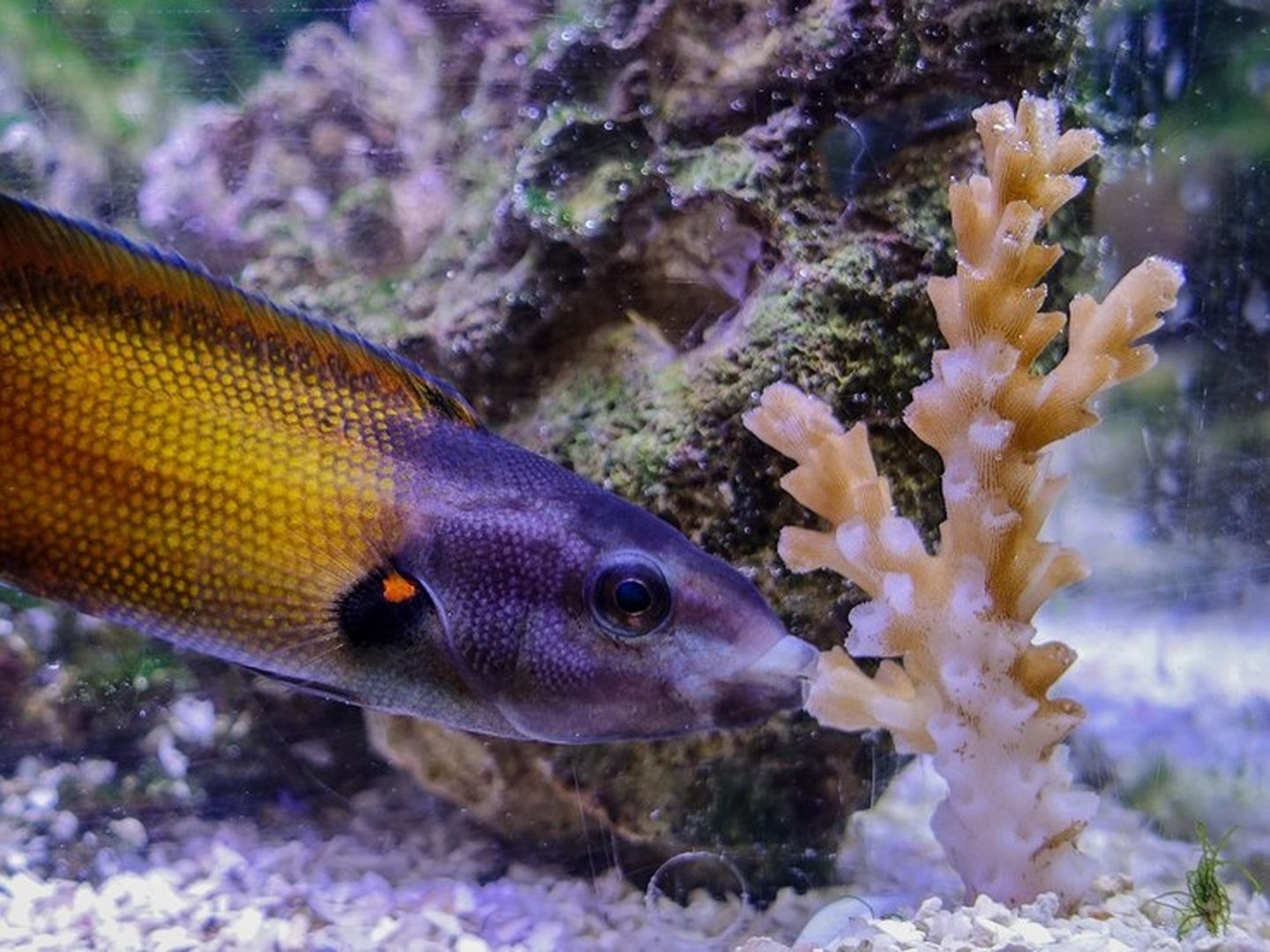 Shellawa Fish Shallow Water Fish To Eat