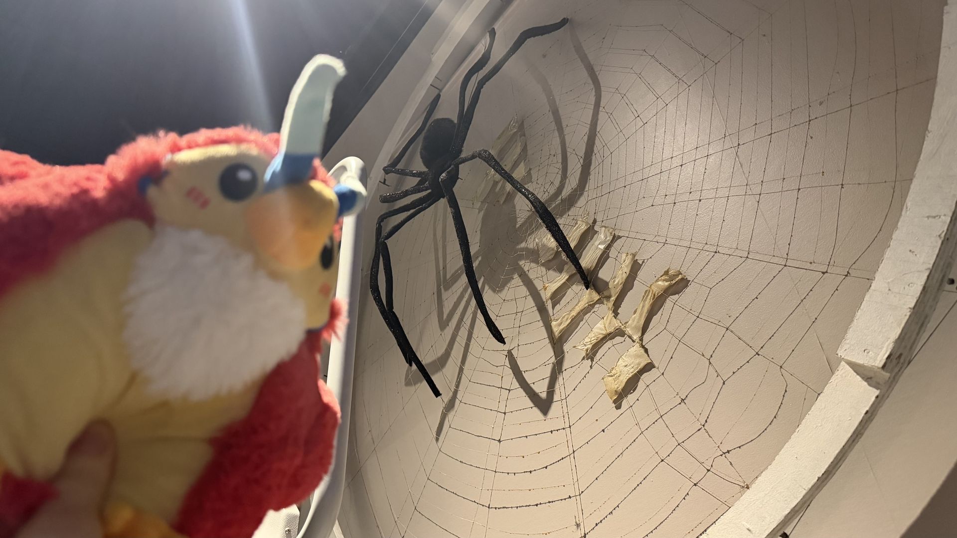 A red and yellow plush parrot toy sits beside a large black spider on a white wall, with an intricate circular spider web spread behind them.
