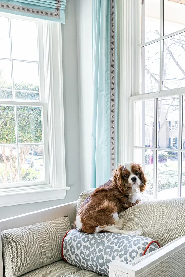 Katrina Hutchins Home Tour dog
