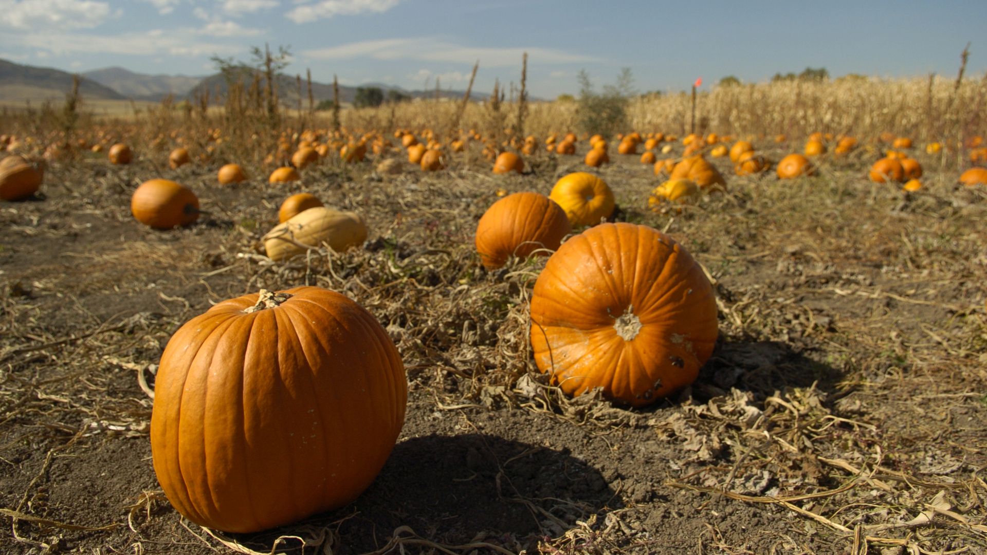 A pumpkin patch. Photo: Lyn Alweis/The Denver Post via Getty Images