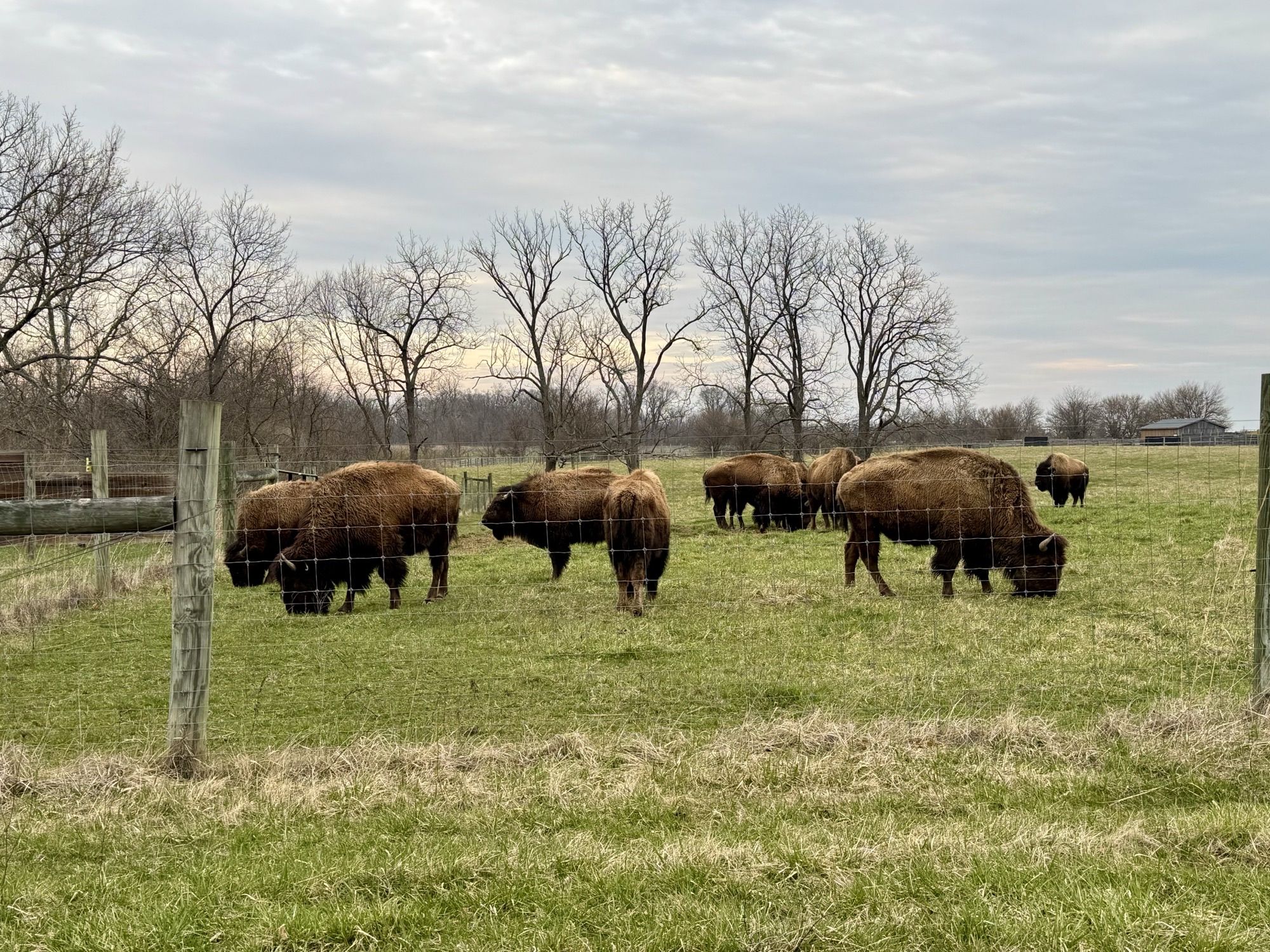 An overview of bison in a pasture at Battelle Darby Creek Metro Park