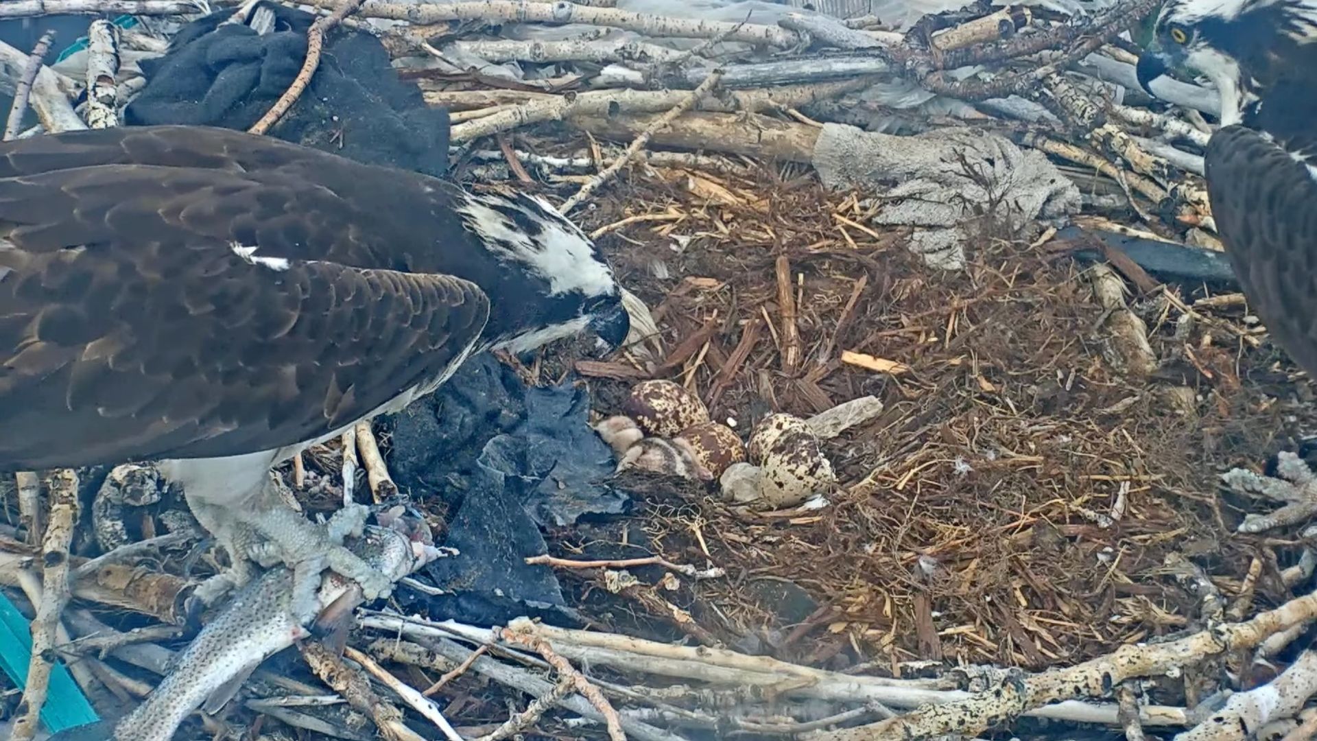 A male osprey feeds a fish to a chick as three unhatched eggs are seen nearby in a still from a live camera feed.