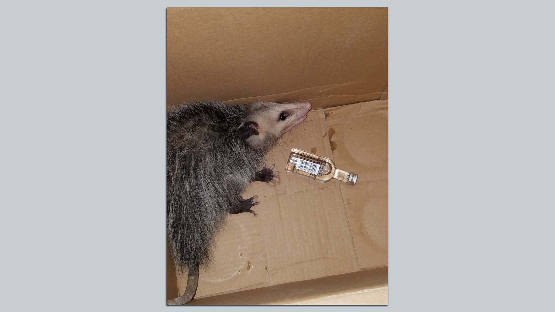Gray opossum inside a brown cardboard box next to a small clear bottle of alcohol.