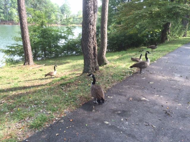 ingersoll rand walking trails geese