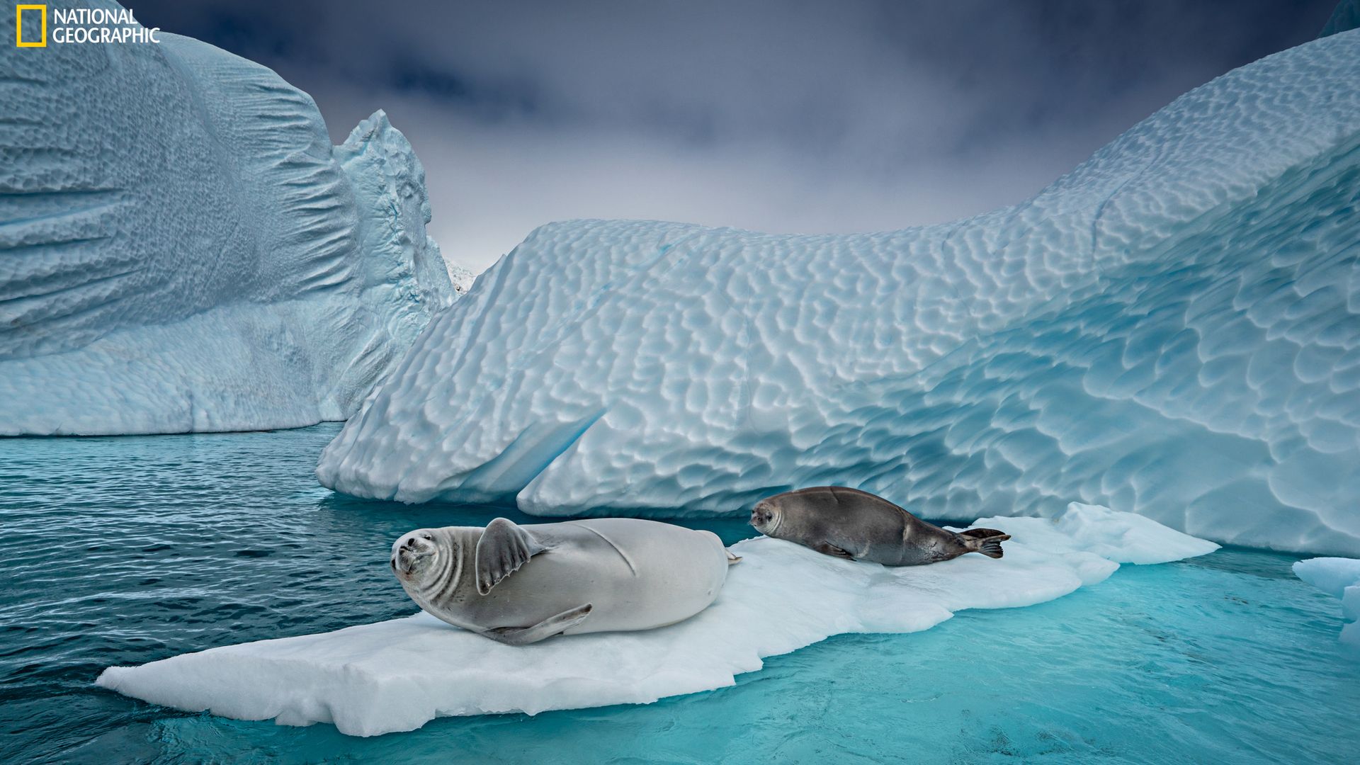 Two seals rest on a small ice floe floating beside large blue icebergs in icy ocean water.