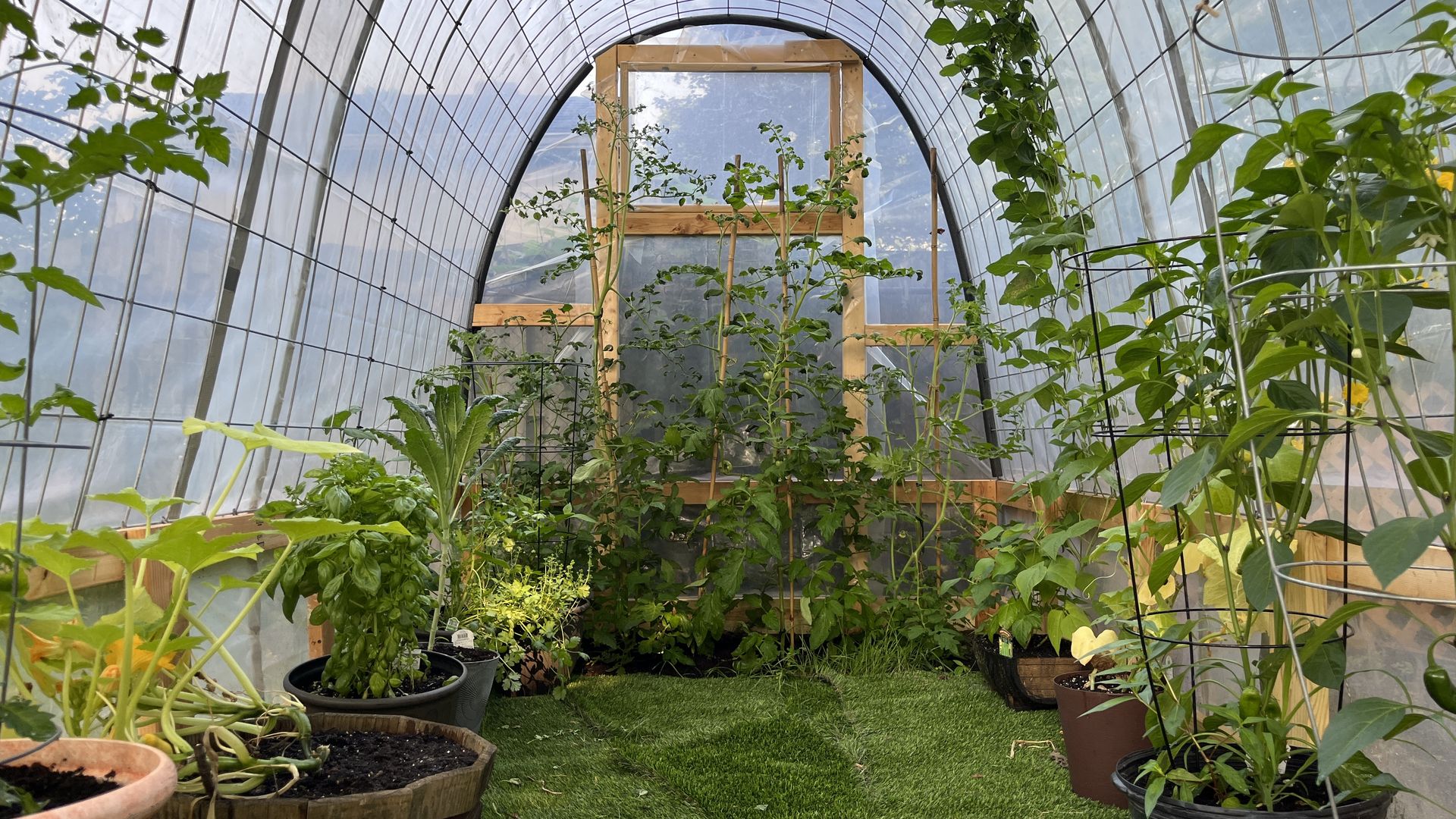 The interior of a plastic greenhouse shows  a dozen growing green plants