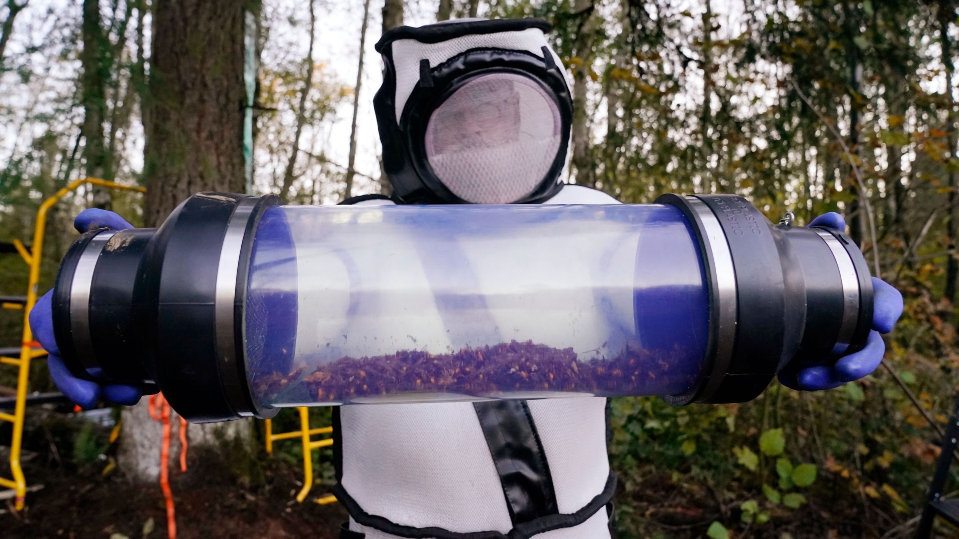 A scientist displays a canister of Asian giant hornets vacuumed from a nest in a tree behind him on October 24, 2020, in Blaine, Washington. 