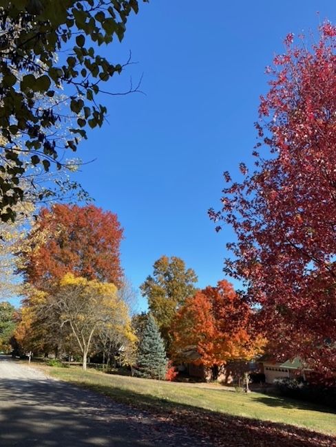 Trees with fall colors.