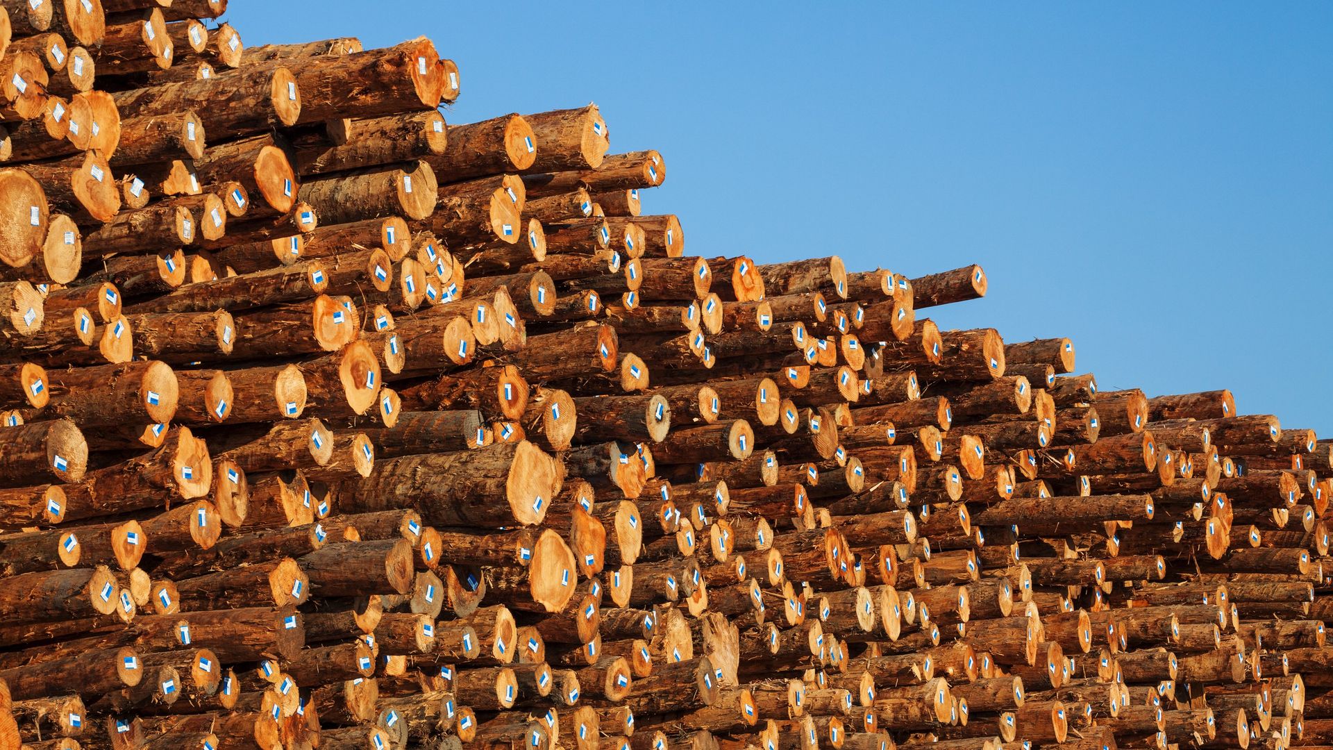 Large stack of cut brown tree logs with blue and white tags on the ends, set against a clear blue sky background.