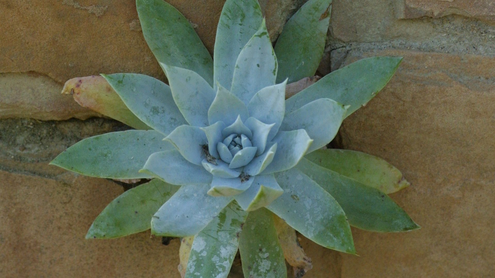 A dudleya plant