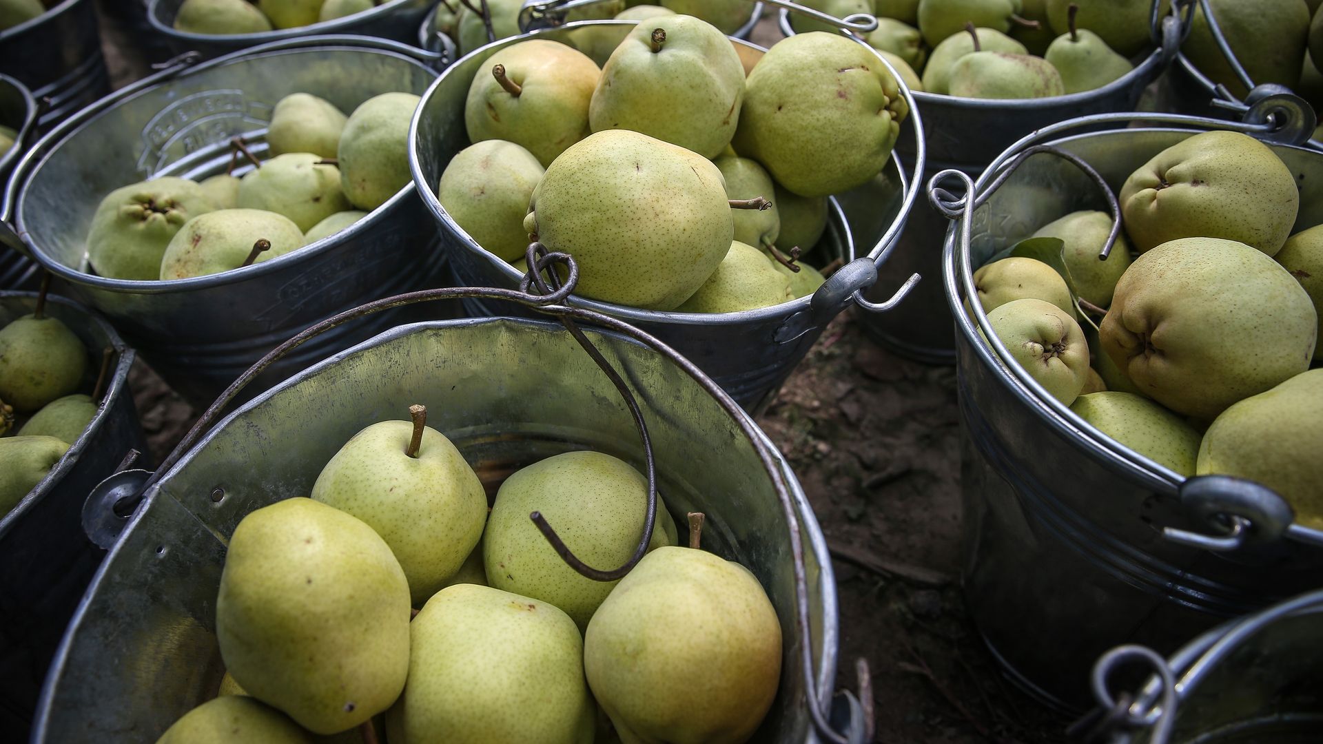 Buckets of pears