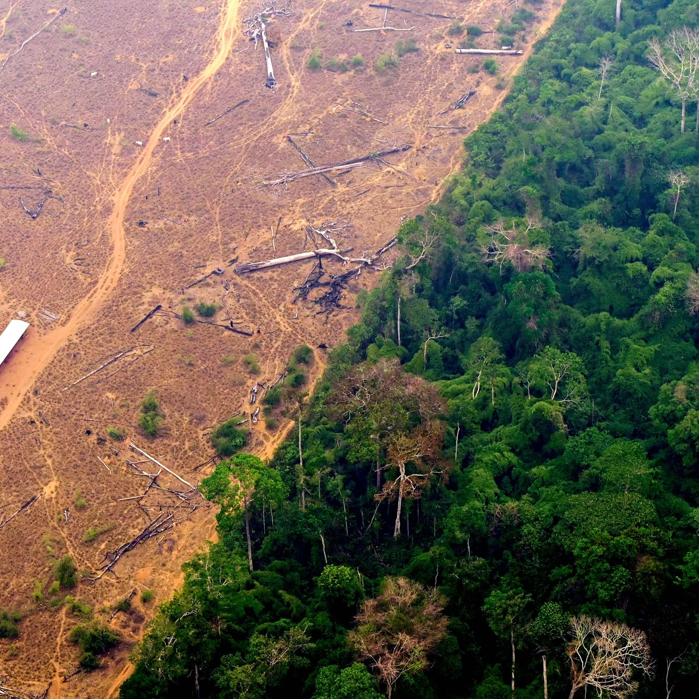 deforestation up 20% in past year, environmental watchdog