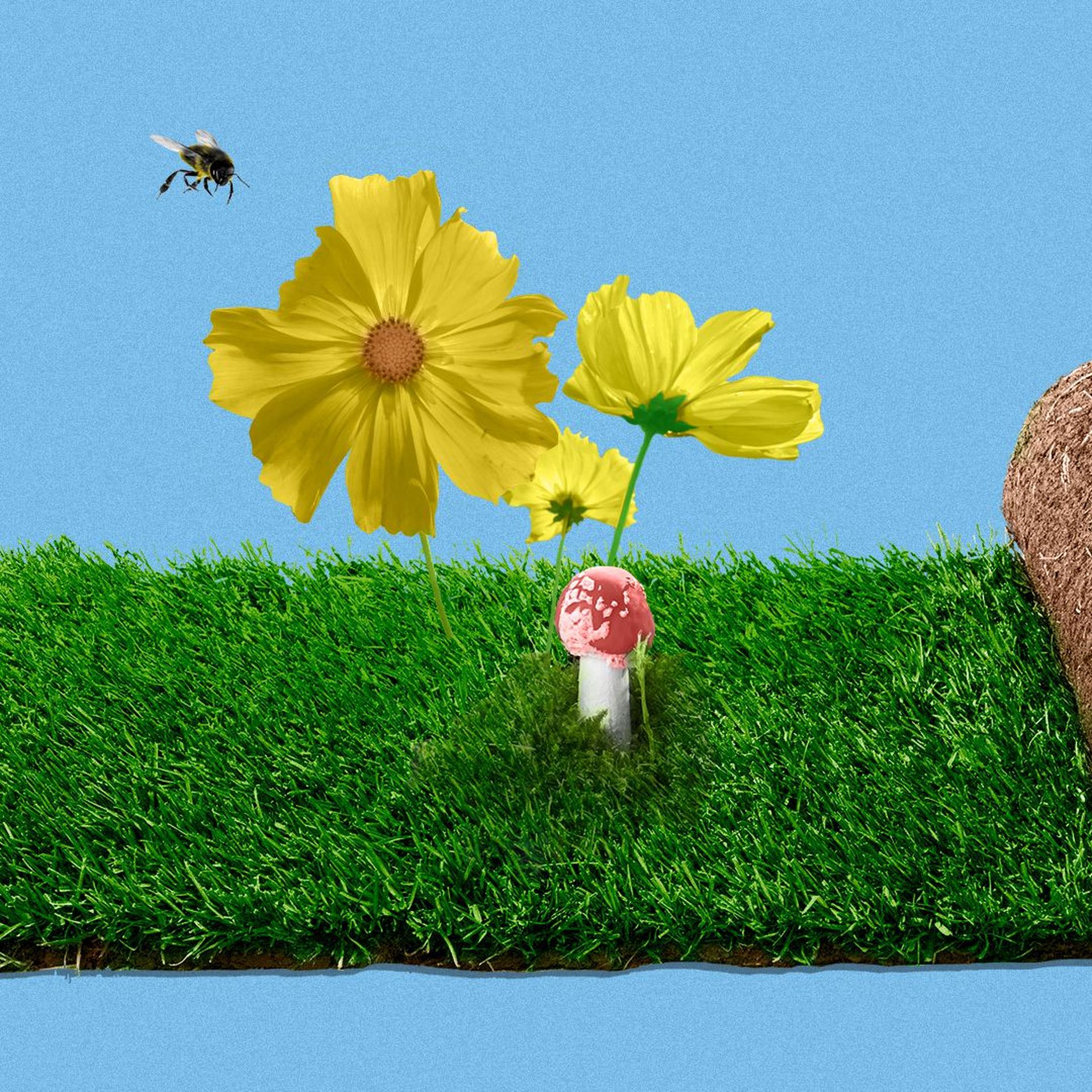Illustration of a roll of turf opening to reveal flowers, a bee, and a mushroom.
